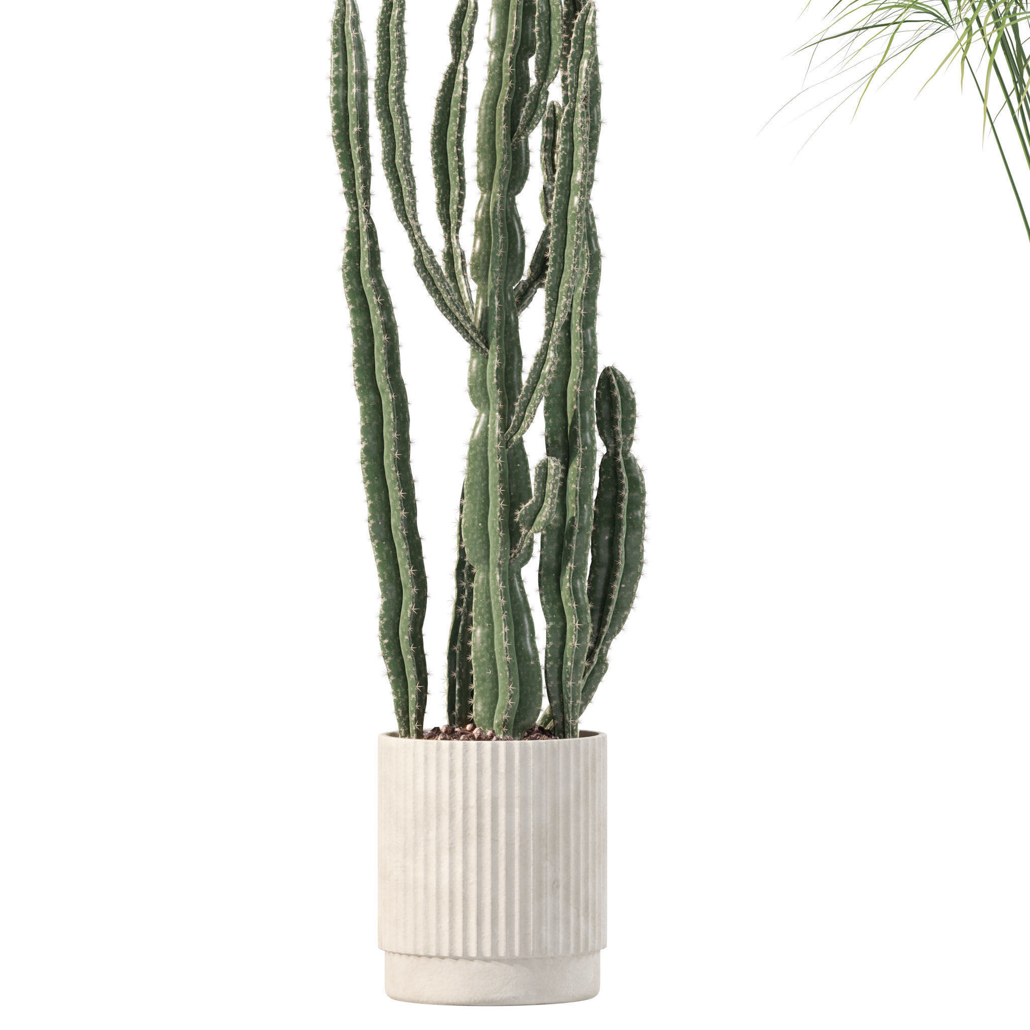 Plants collection 218 - palm grass cactus papirus 3D model_8