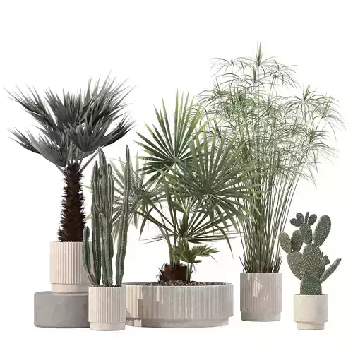 Plants collection 218 - palm grass cactus papirus 3D model