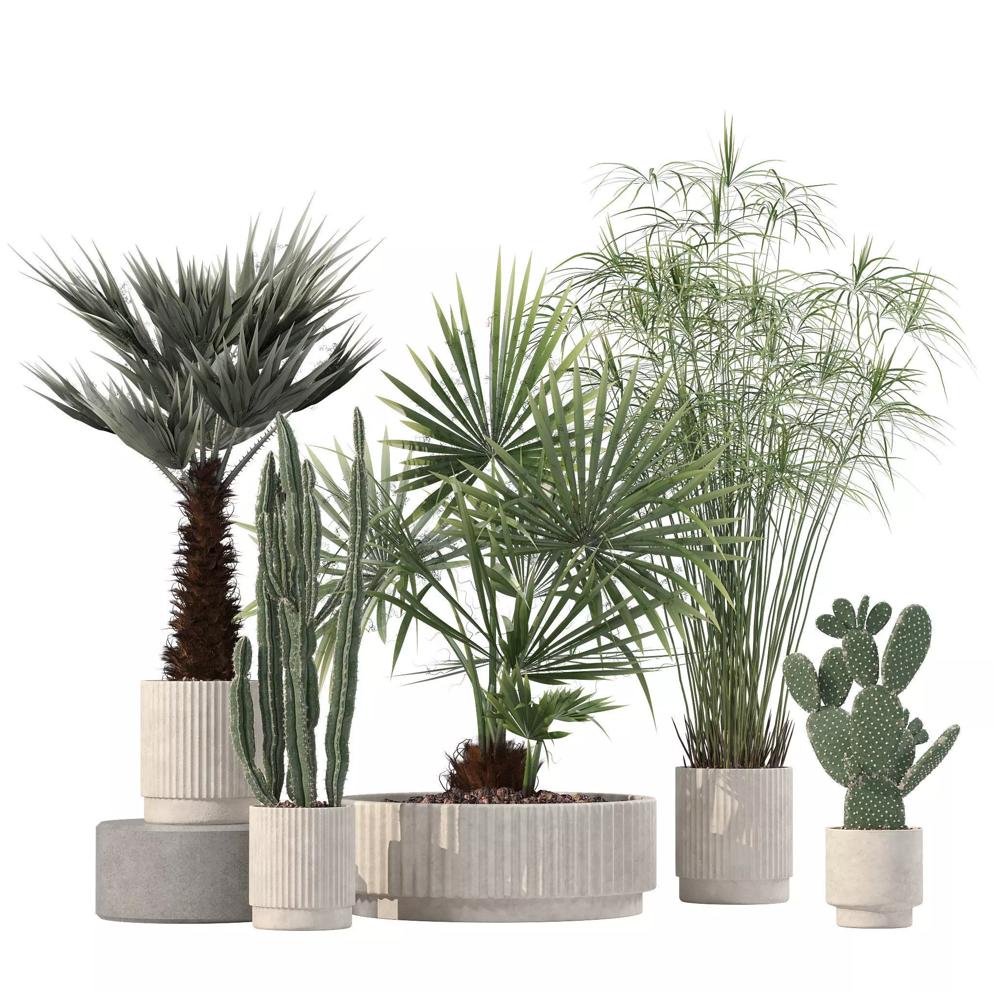 Plants collection 218 - palm grass cactus papirus 3D model_0
