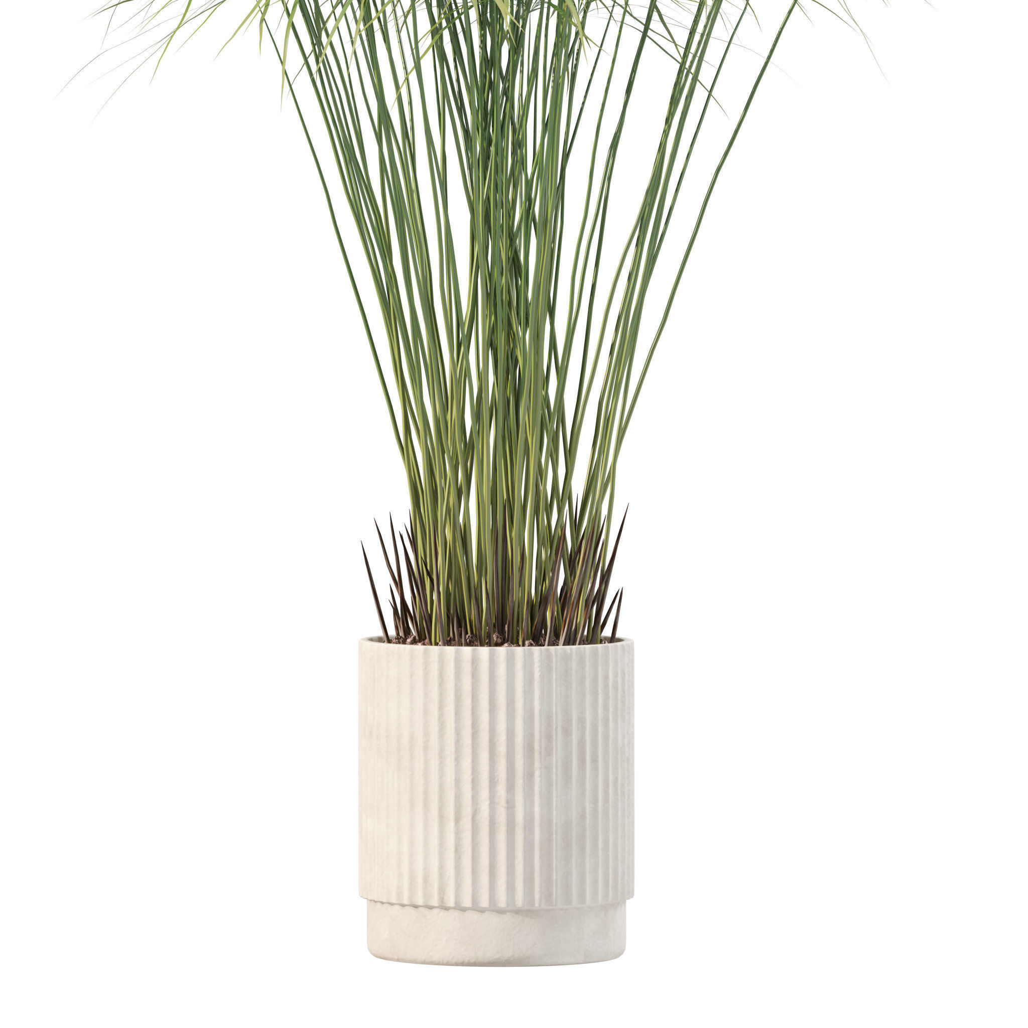 Plants collection 218 - palm grass cactus papirus 3D model_9