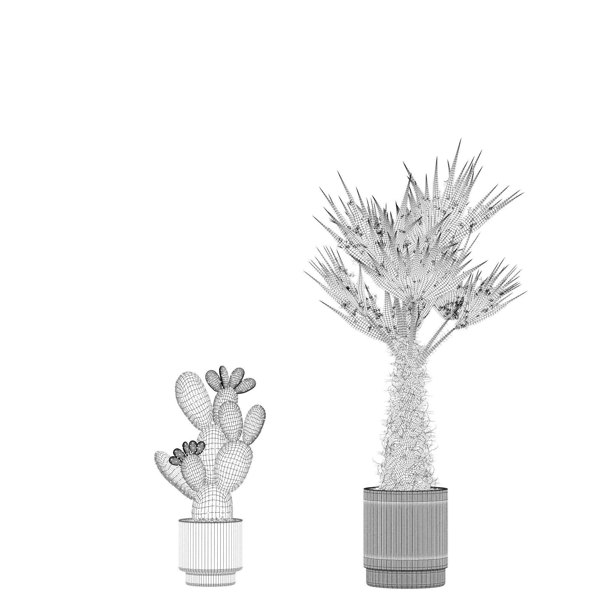 Plants collection 218 - palm grass cactus papirus 3D model_14