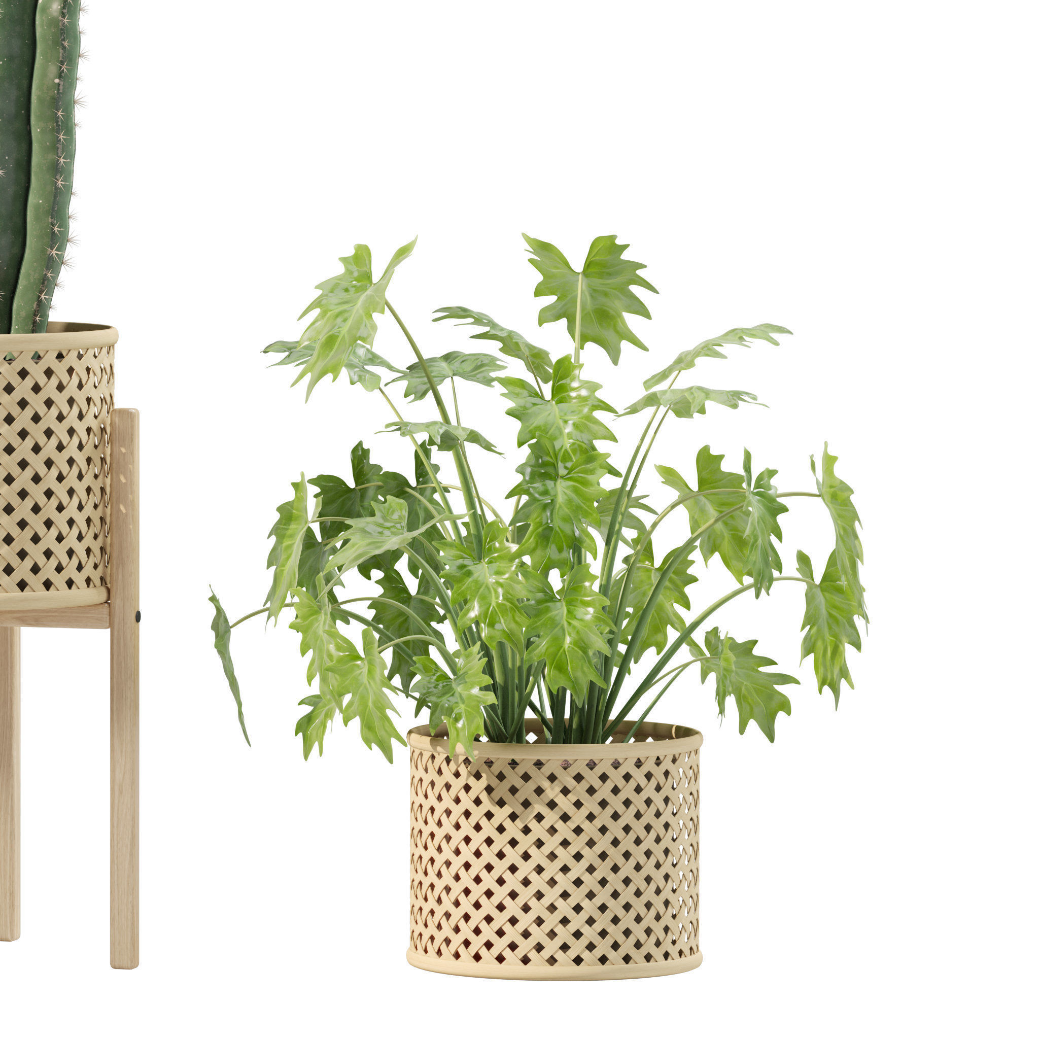 Plants collection 219 - fern ficus cactus philodendron ficus 3D model_9