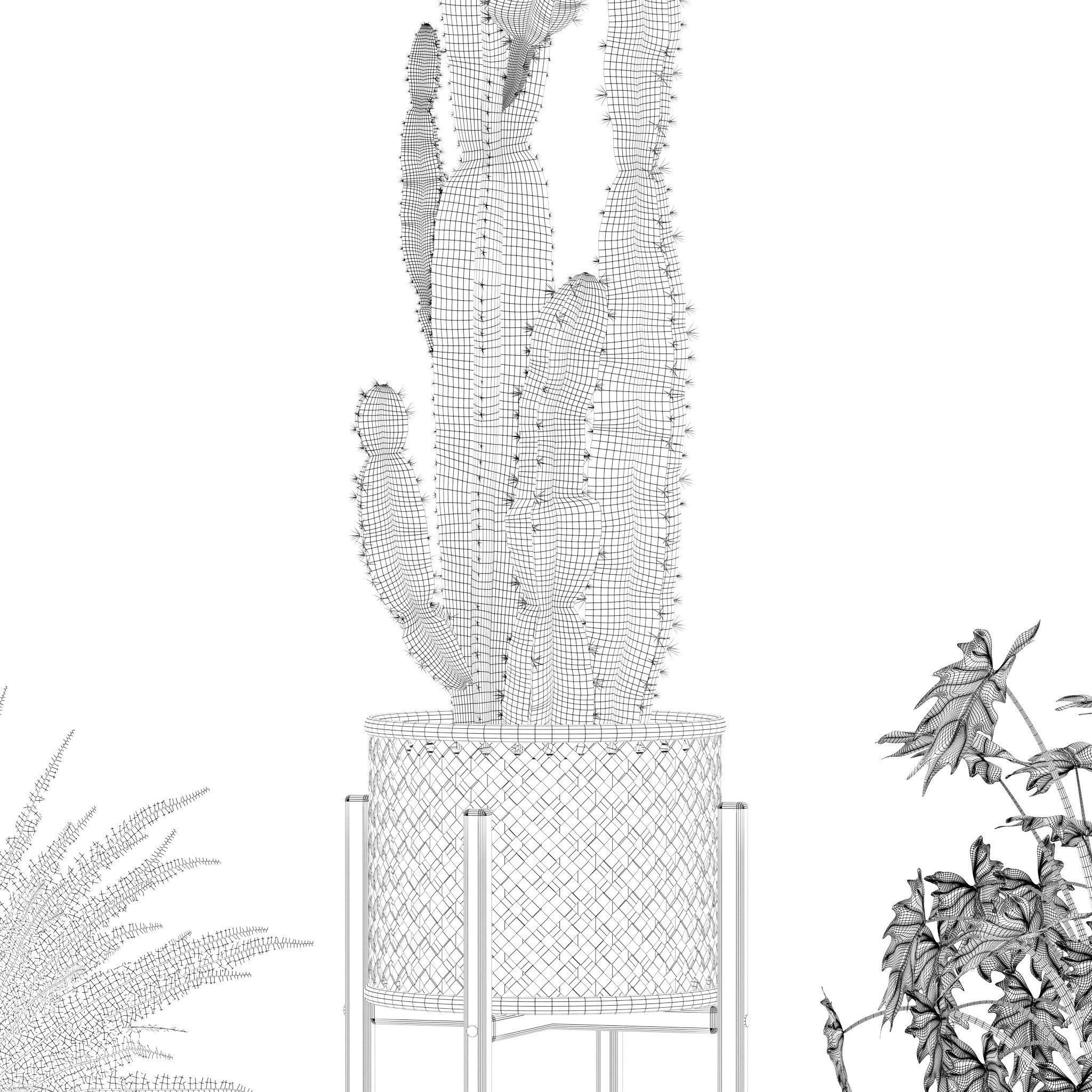Plants collection 219 - fern ficus cactus philodendron ficus 3D model_17
