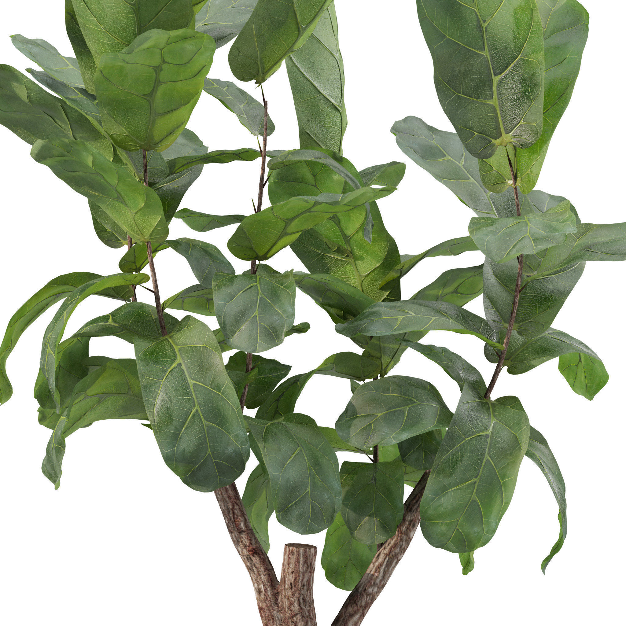 Plants collection 219 - fern ficus cactus philodendron ficus 3D model_7
