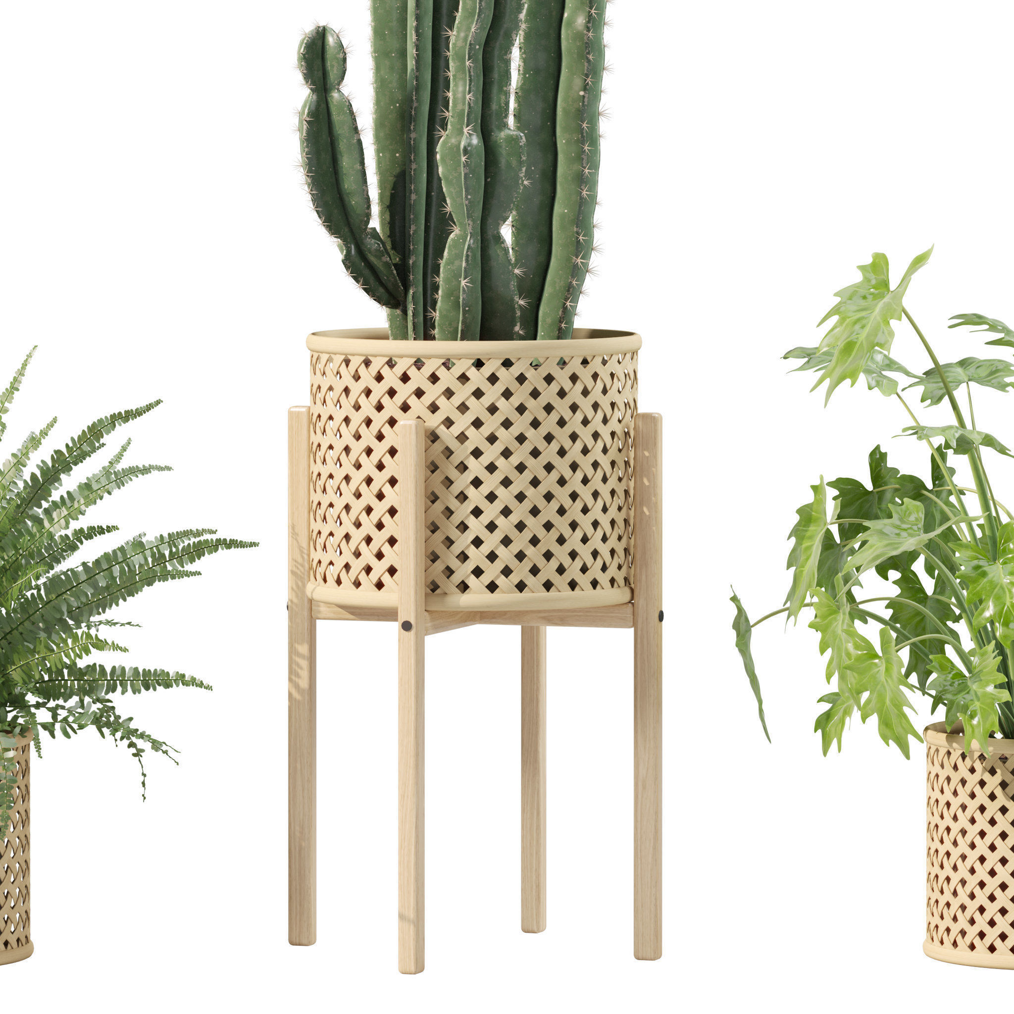 Plants collection 219 - fern ficus cactus philodendron ficus 3D model_6