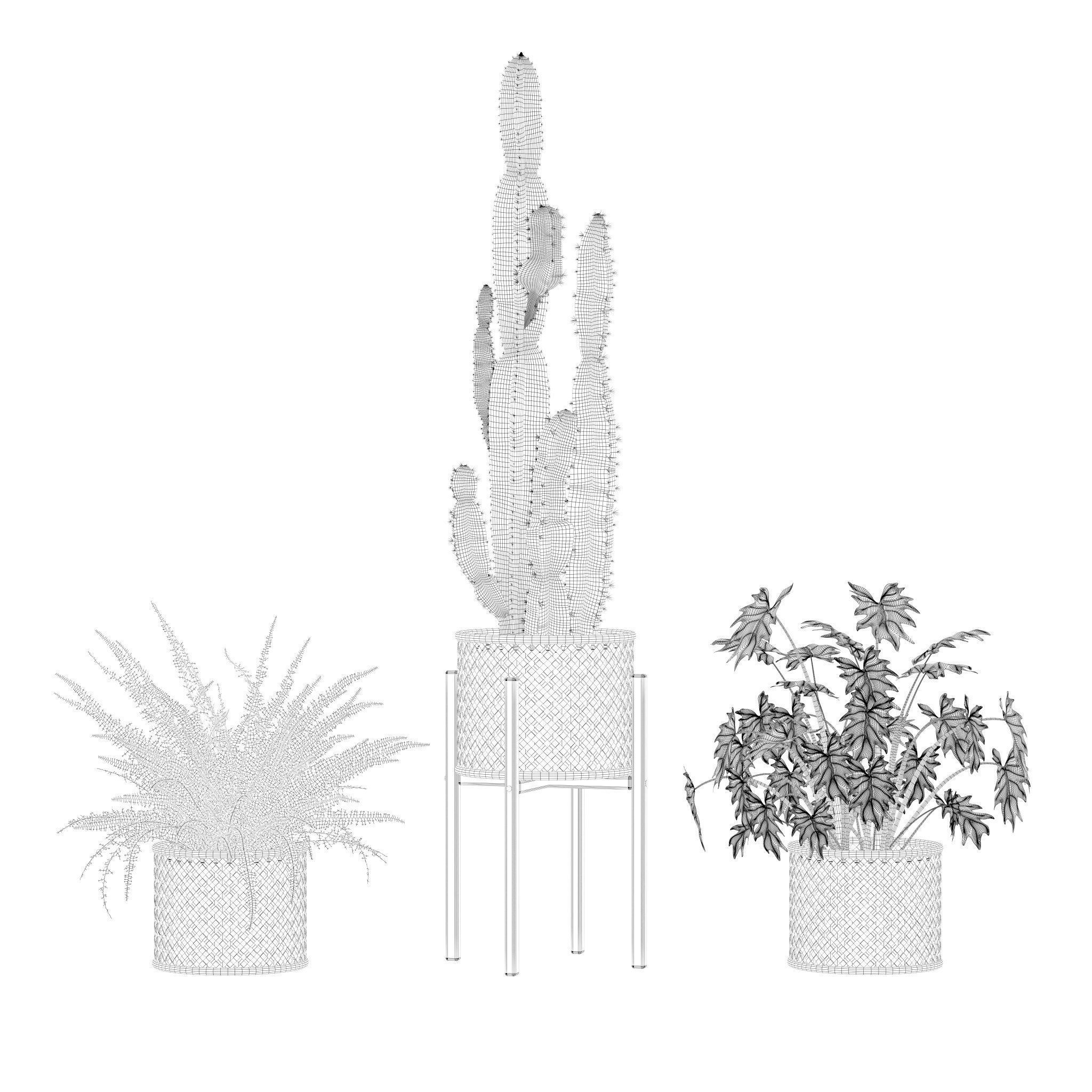 Plants collection 219 - fern ficus cactus philodendron ficus 3D model_16