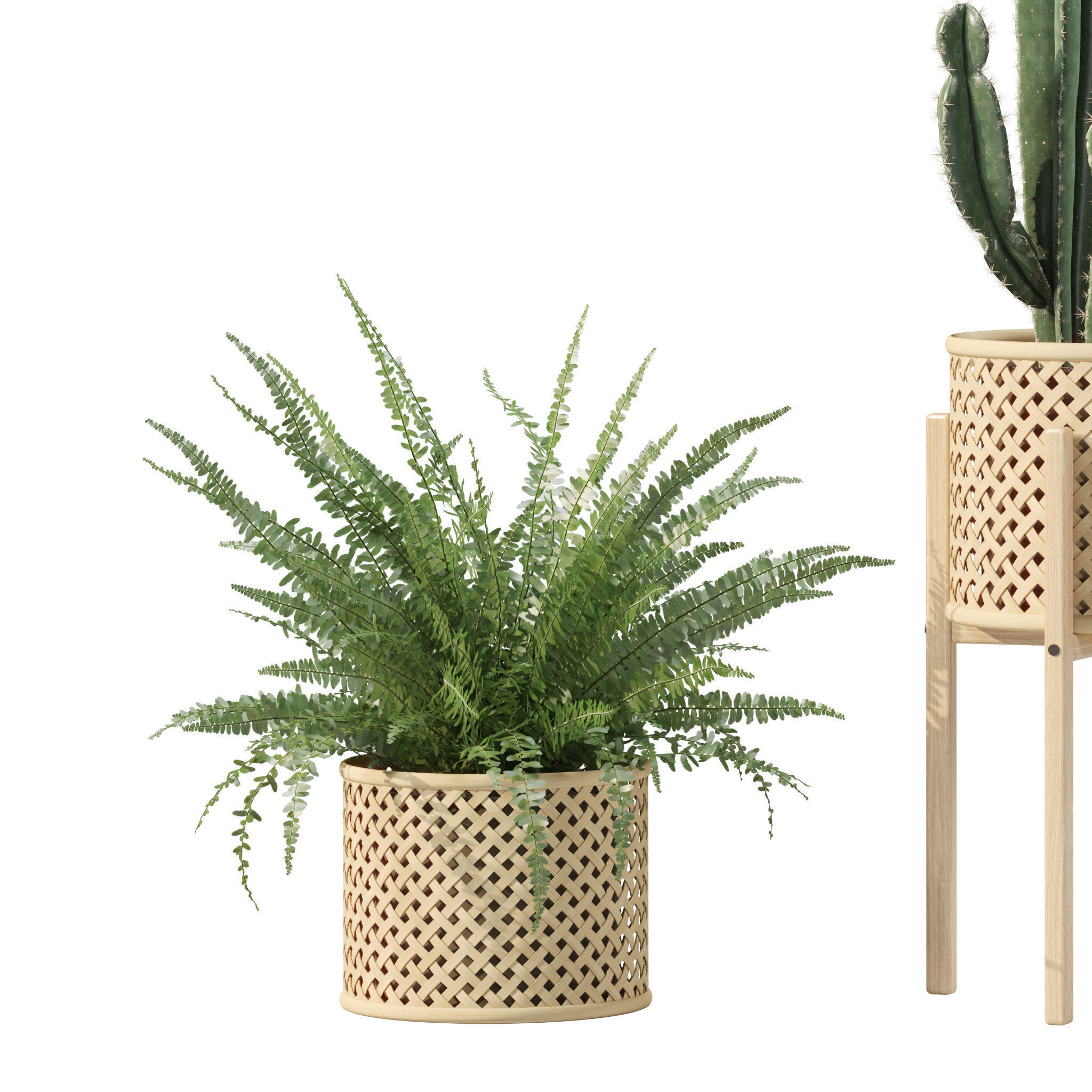 Plants collection 219 - fern ficus cactus philodendron ficus 3D model_8