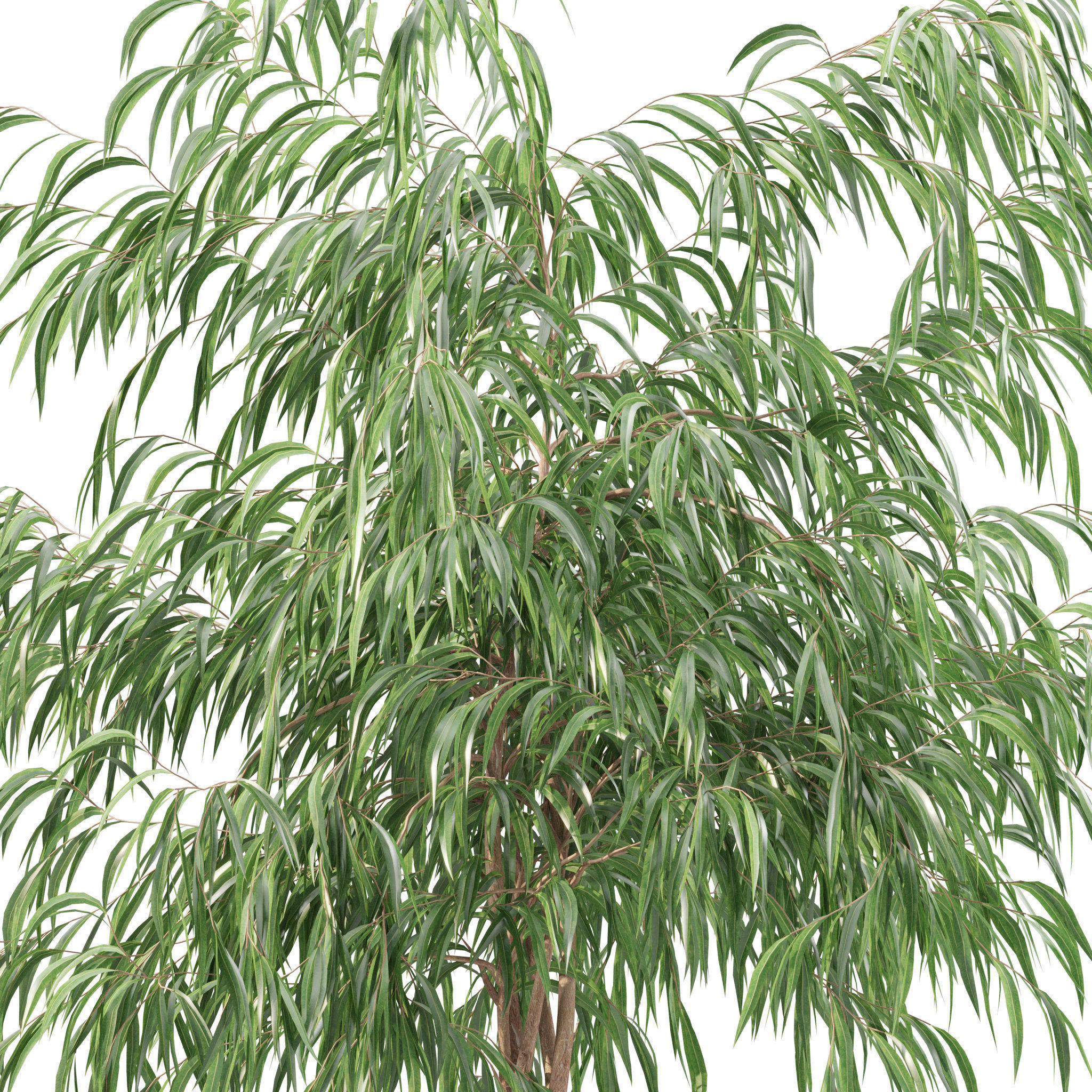 Plants collection 219 - fern ficus cactus philodendron ficus 3D model_11