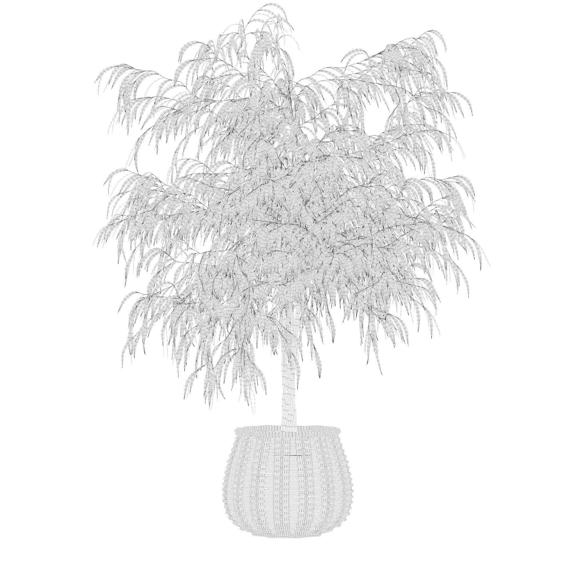 Plants collection 219 - fern ficus cactus philodendron ficus 3D model_15