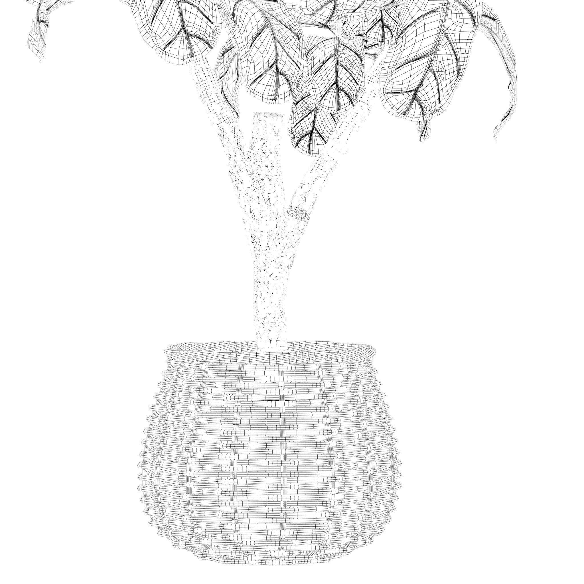 Plants collection 219 - fern ficus cactus philodendron ficus 3D model_24