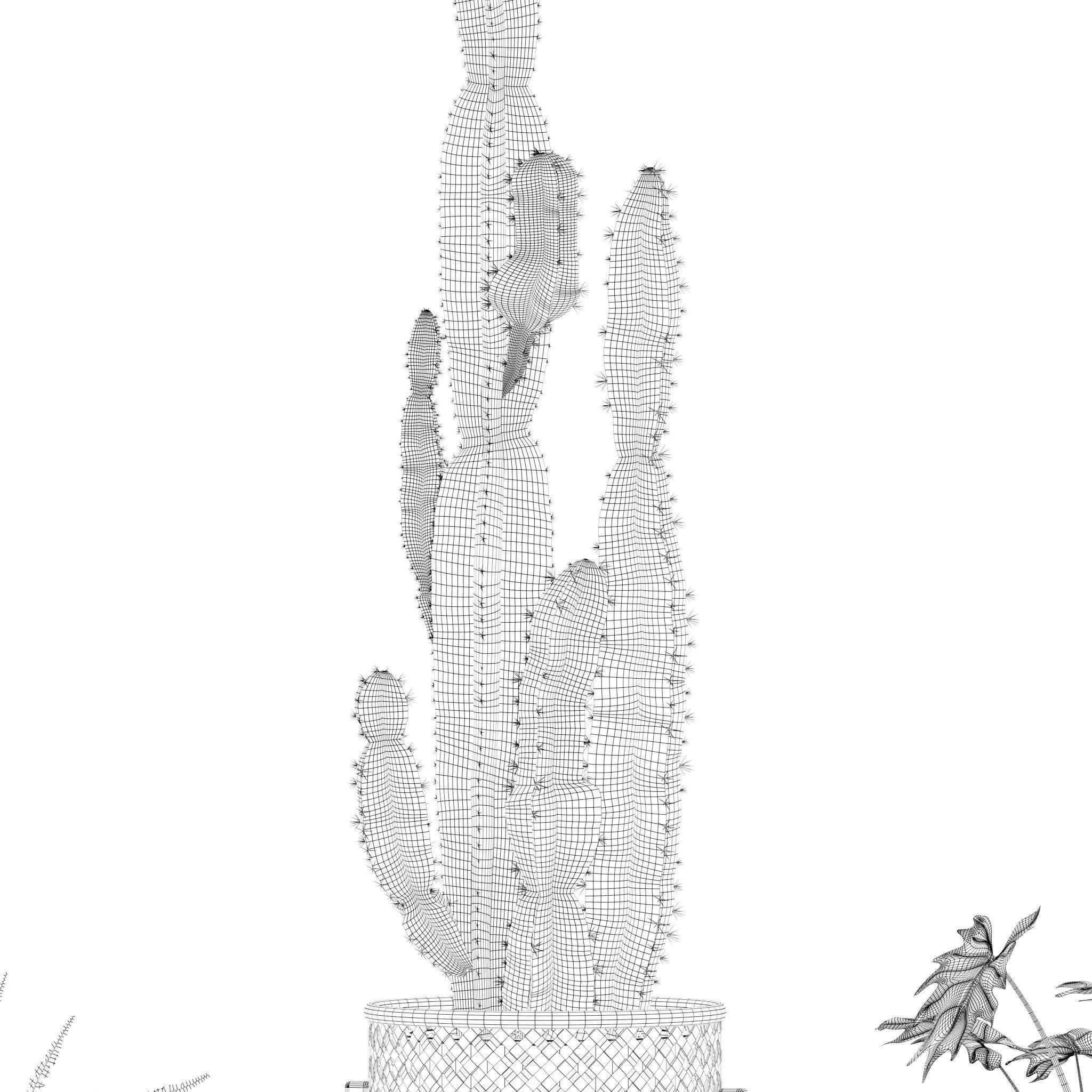 Plants collection 219 - fern ficus cactus philodendron ficus 3D model_20