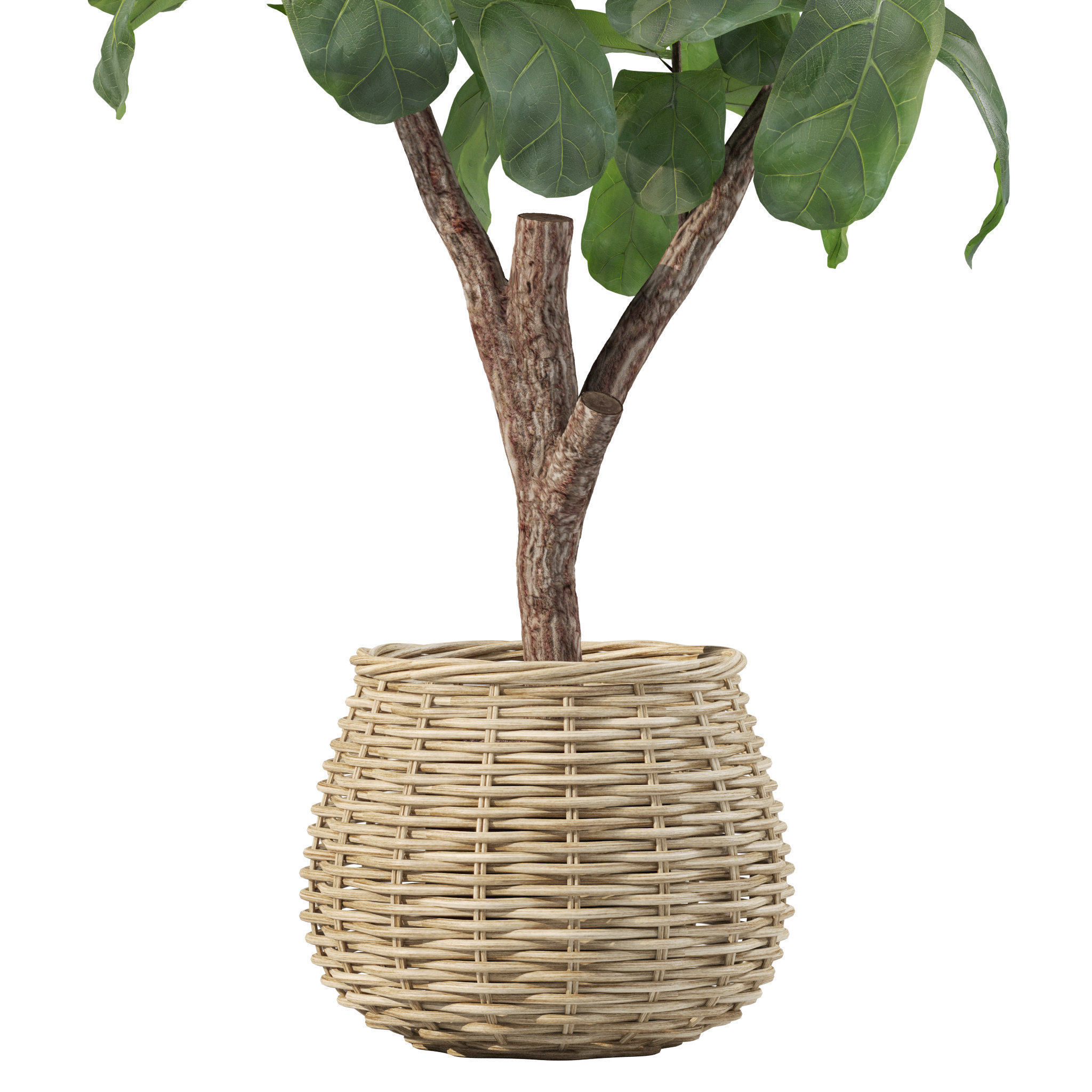 Plants collection 219 - fern ficus cactus philodendron ficus 3D model_5