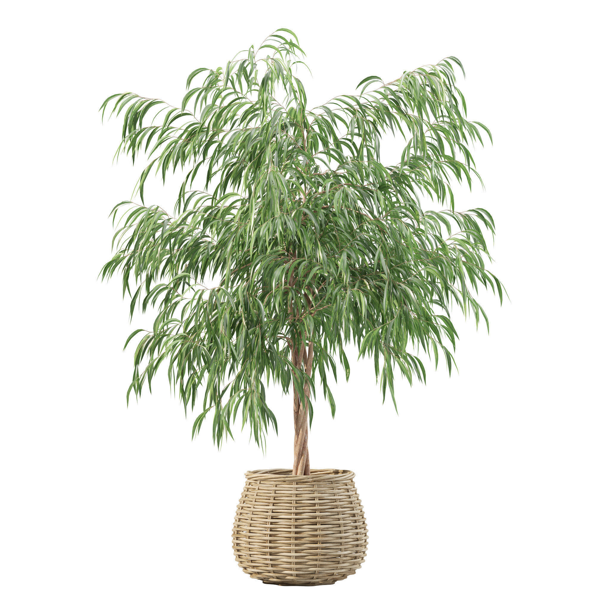 Plants collection 219 - fern ficus cactus philodendron ficus 3D model_2
