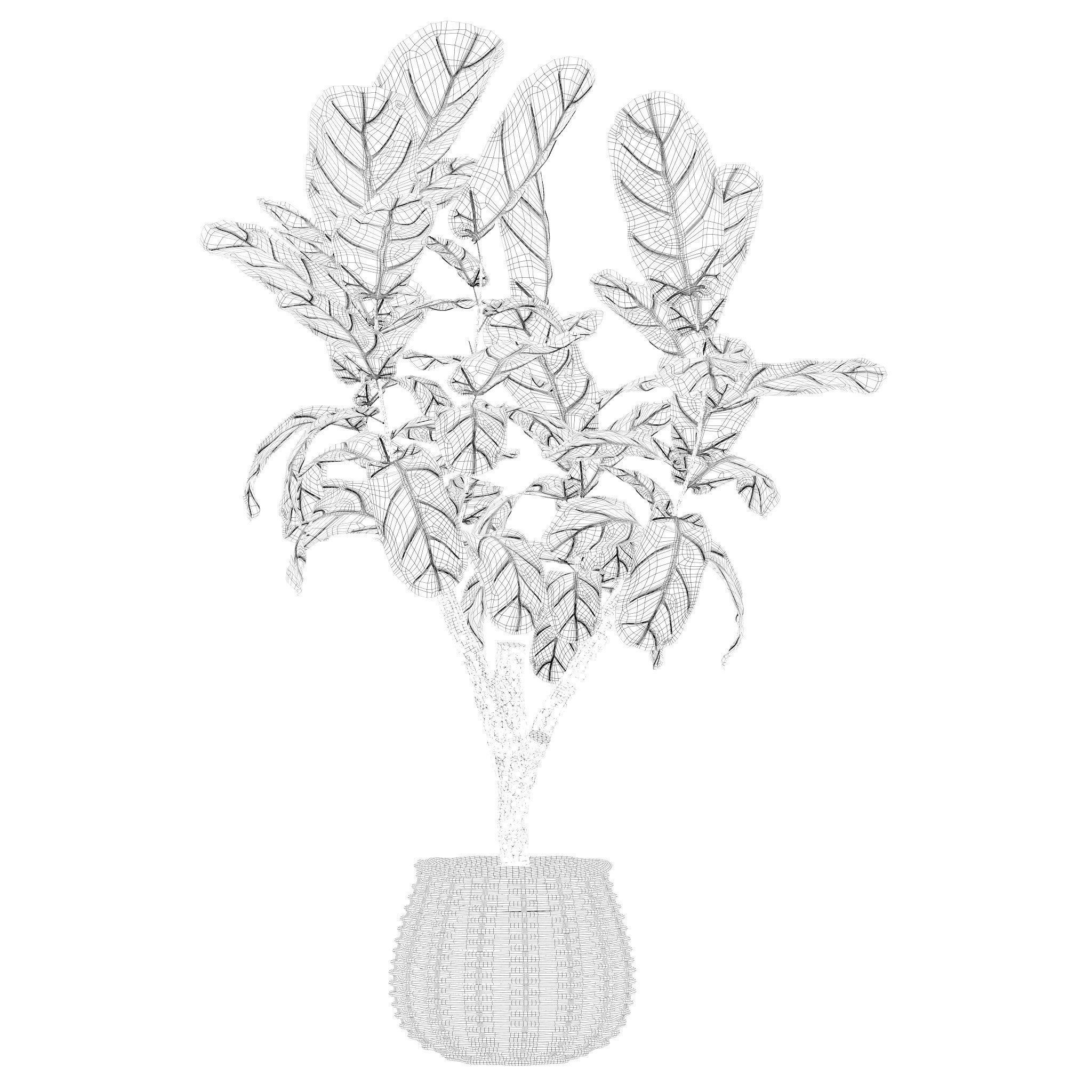 Plants collection 219 - fern ficus cactus philodendron ficus 3D model_14