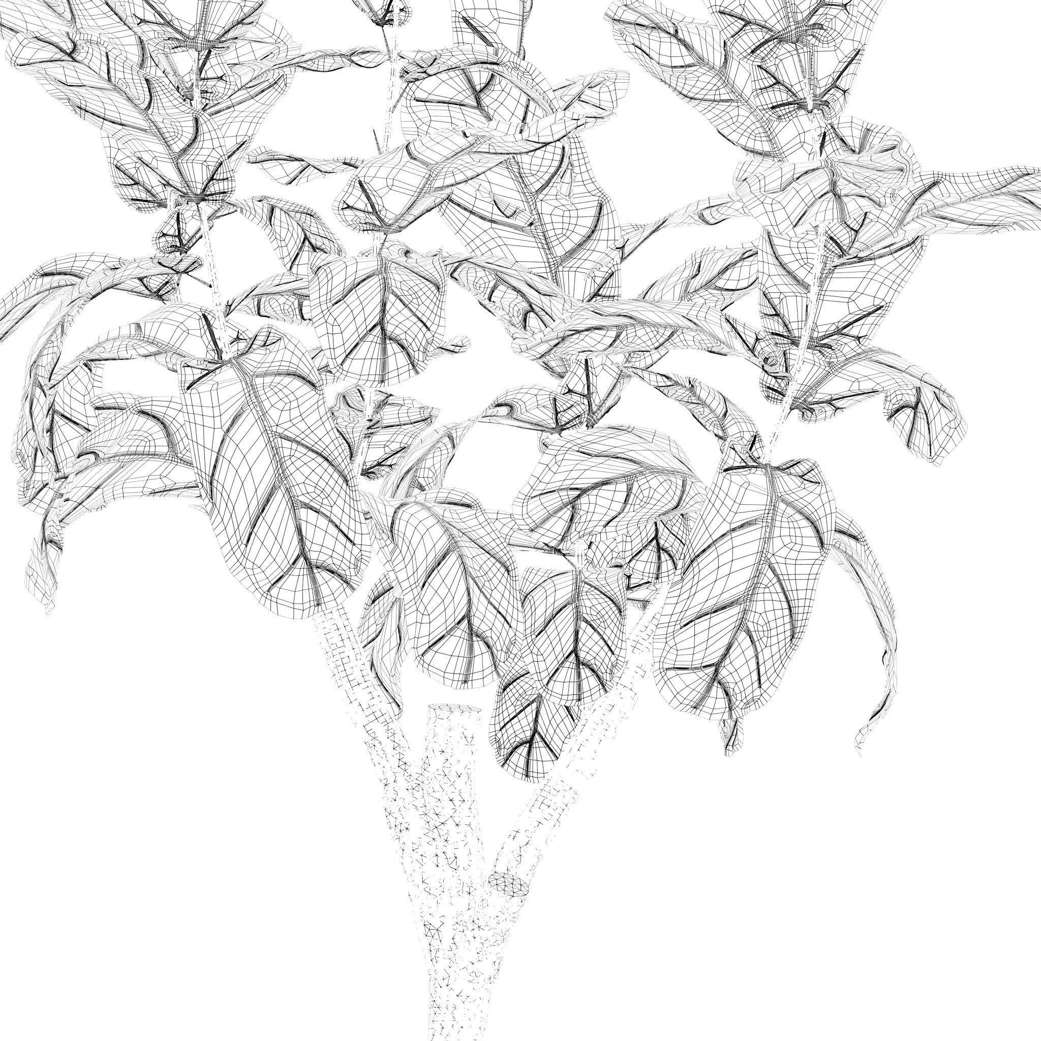 Plants collection 219 - fern ficus cactus philodendron ficus 3D model_23