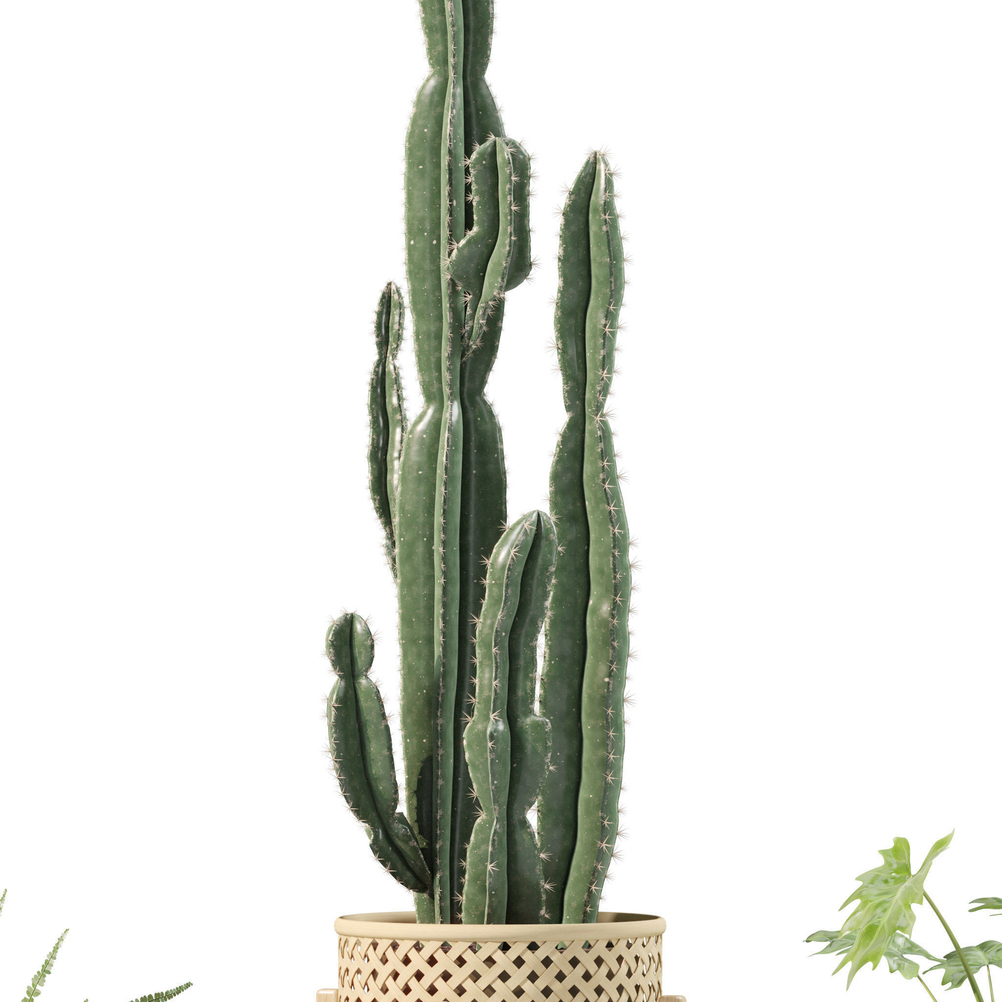 Plants collection 219 - fern ficus cactus philodendron ficus 3D model_10
