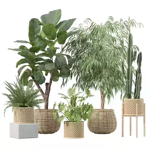 Plants collection 219 - fern ficus cactus philodendron ficus 3D model