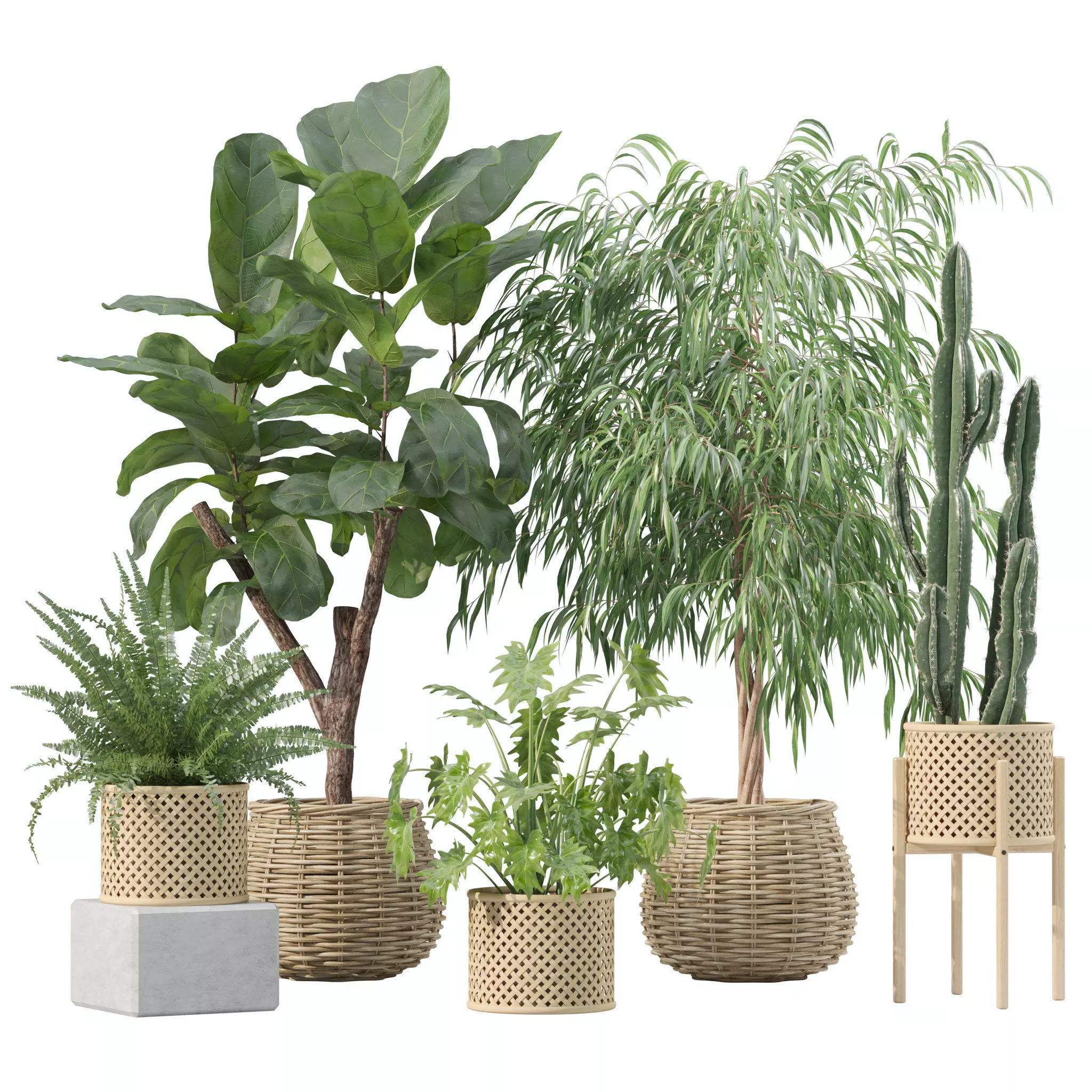 Plants collection 219 - fern ficus cactus philodendron ficus 3D model_0