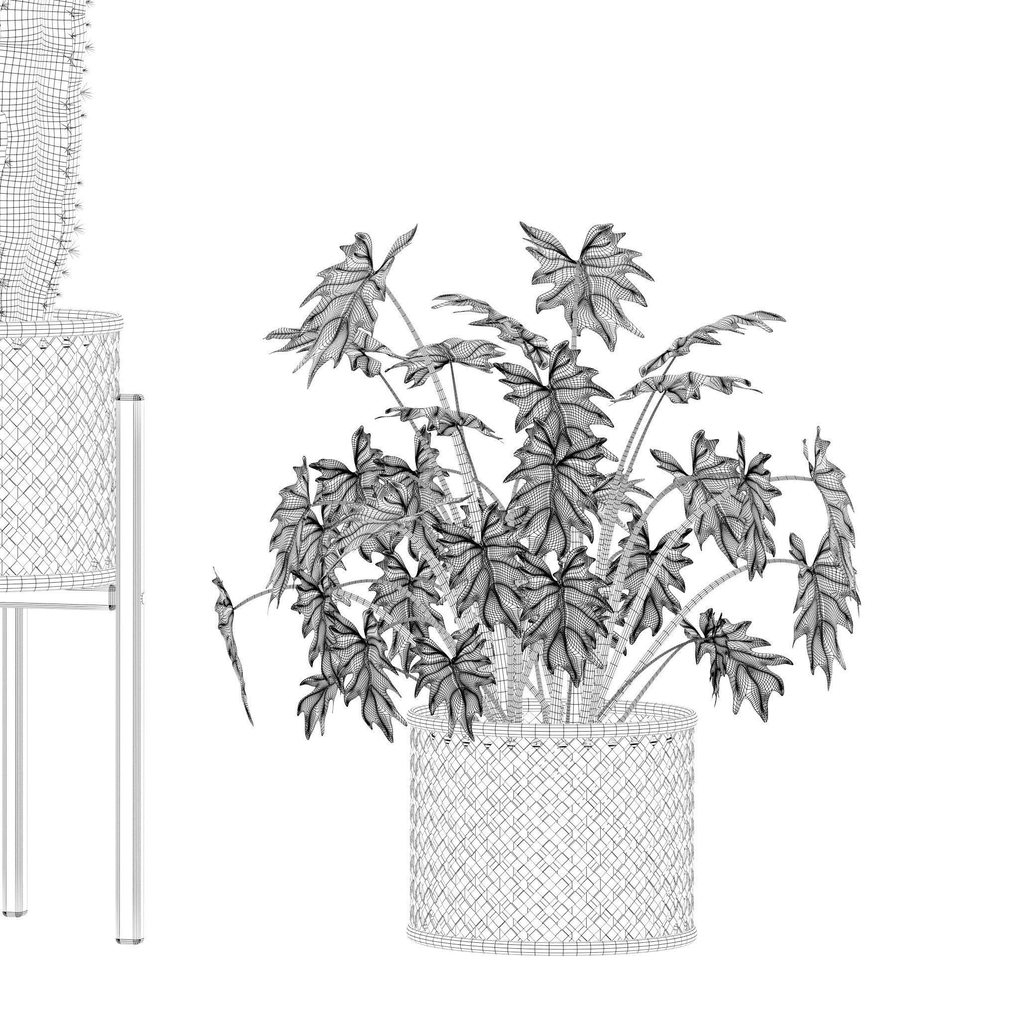 Plants collection 219 - fern ficus cactus philodendron ficus 3D model_19