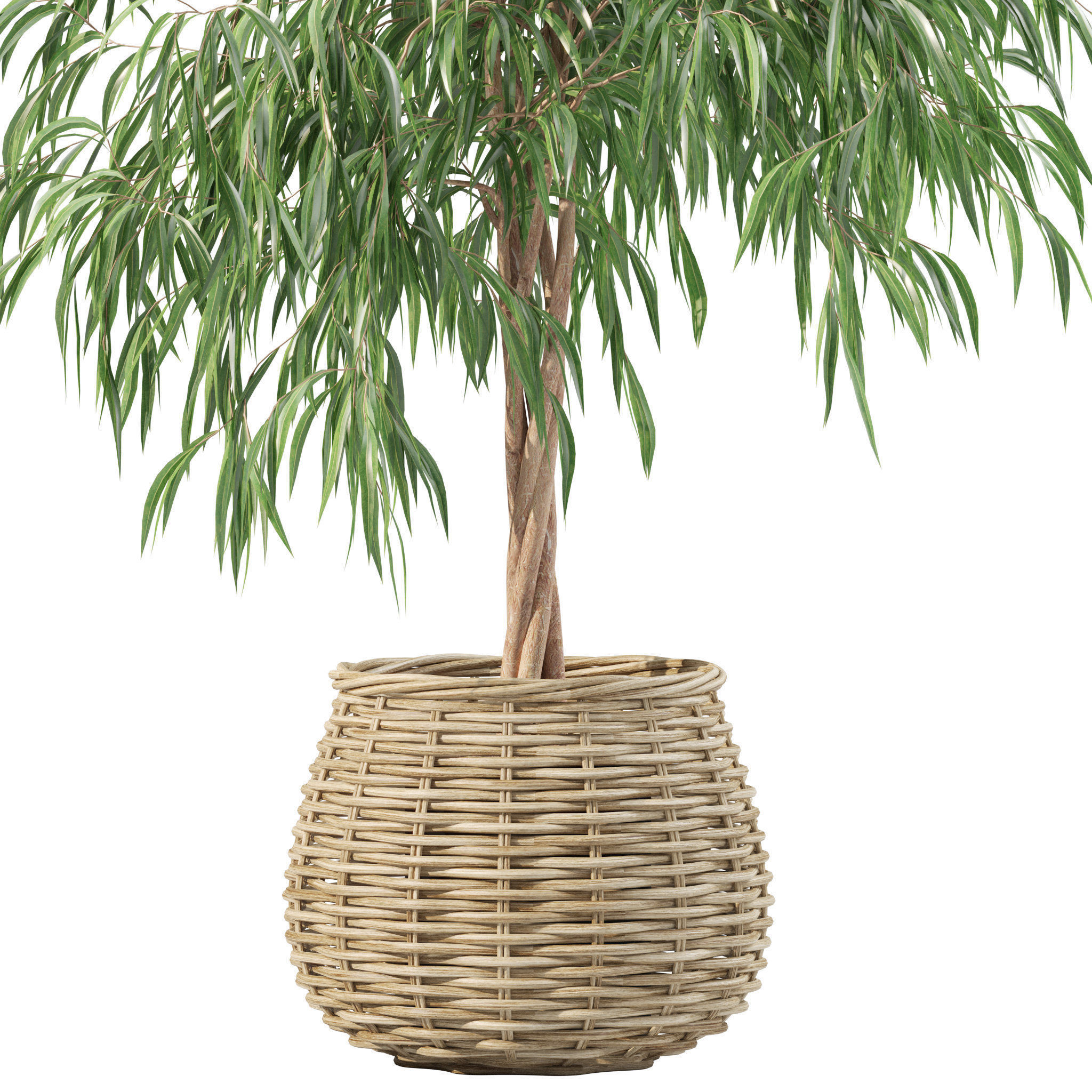 Plants collection 219 - fern ficus cactus philodendron ficus 3D model_12