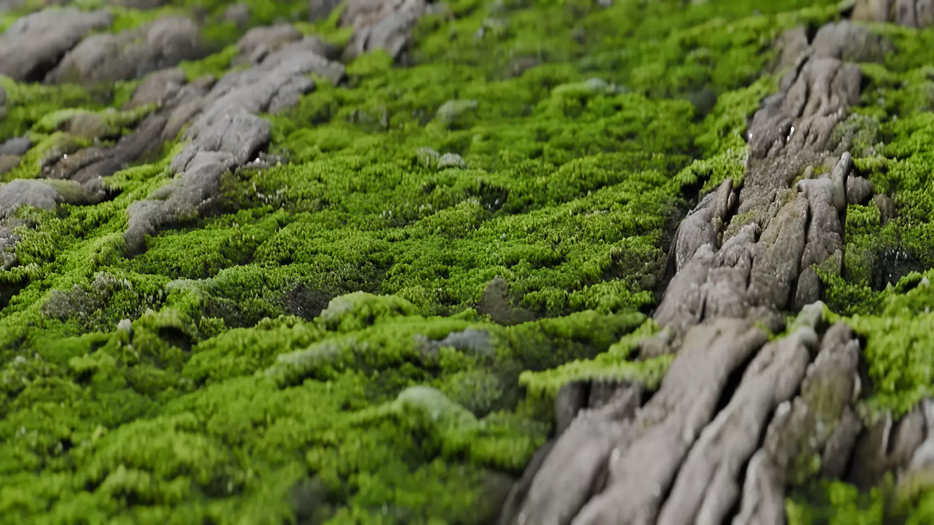 Bark03  1k 2k 4k Texture_0