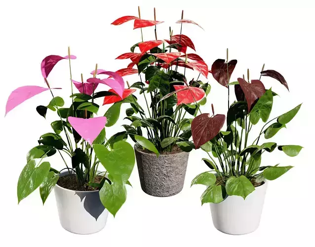 Anthurium plants collection Low-poly 3D model