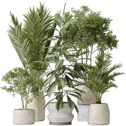 Indoor plants set 98 Areca Palm Kentia and Wilsonii Chemlali  3D model