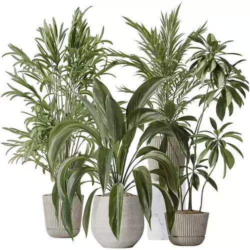 Indoor plants set 97 Dypsis Areca Palm and Spathiphyllum 3D model