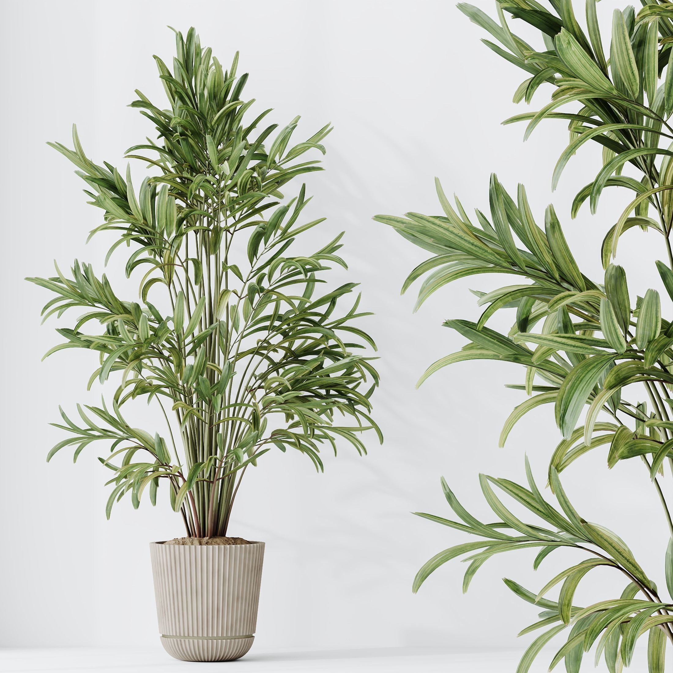 Indoor plants set 97 Dypsis Areca Palm and Spathiphyllum 3D model_2