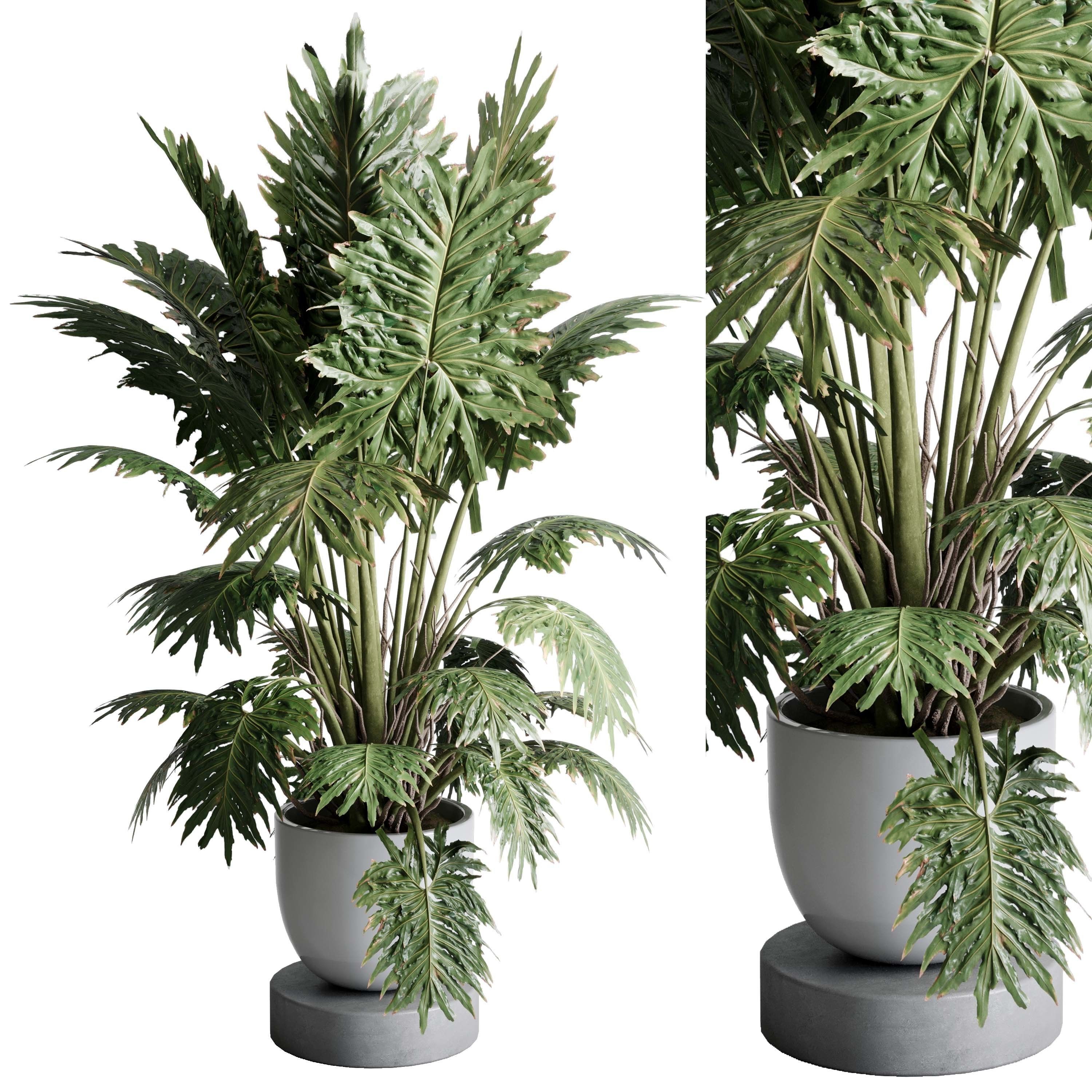 nandina gulfstream plant Nandina Gulf Stream Heavenly Bamboo main image 1