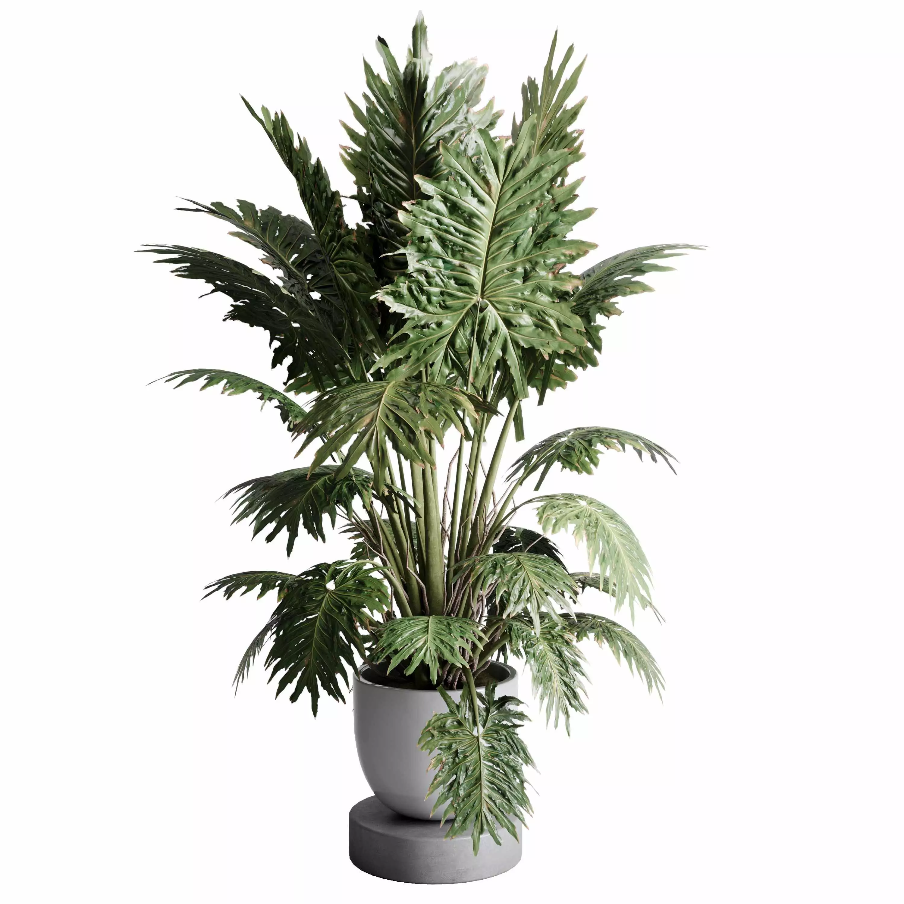Philodendron Shangri Plant - Indoor plant 506 3D model