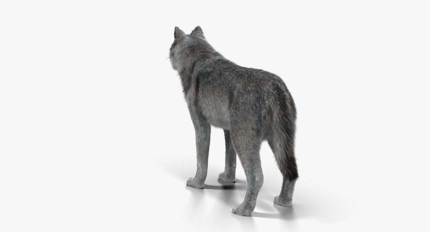 Wolf Grey Low-poly 3D model_12