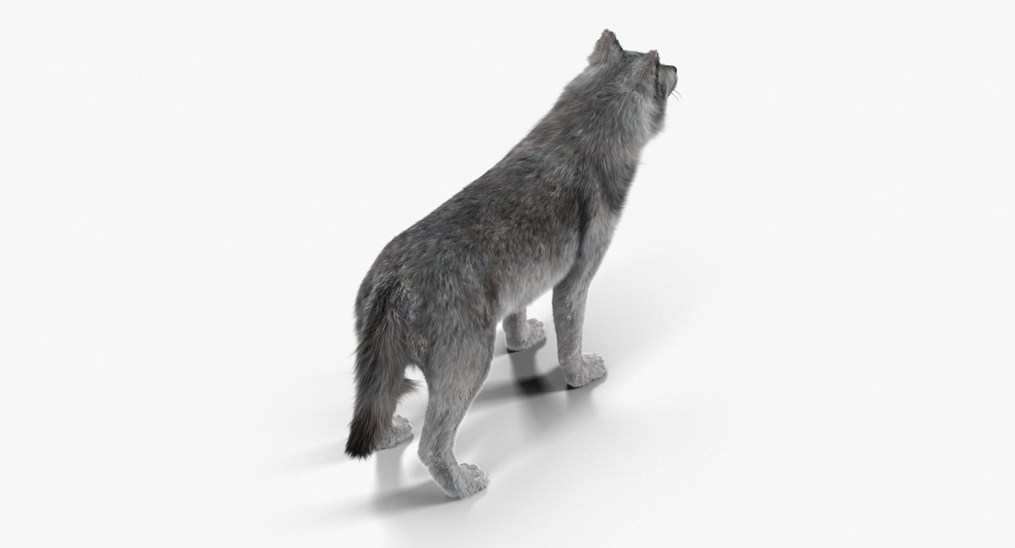 Wolf Grey Low-poly 3D model_2