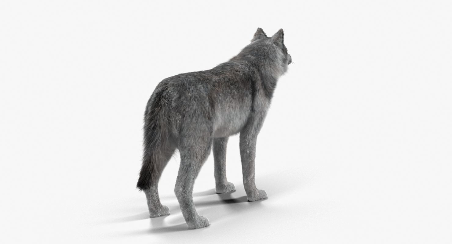 Wolf Grey Low-poly 3D model_10