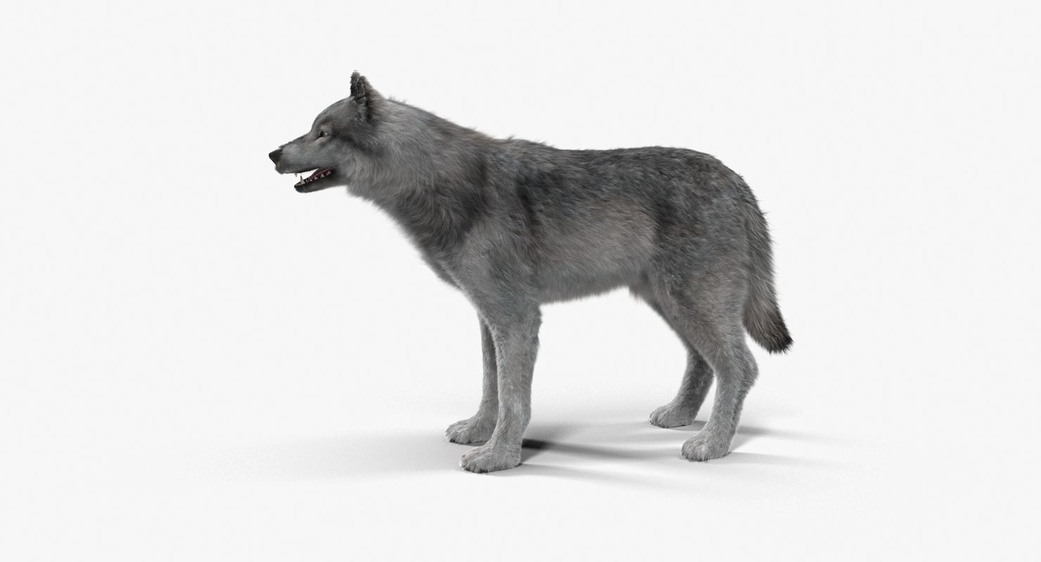 Wolf Grey Low-poly 3D model_14