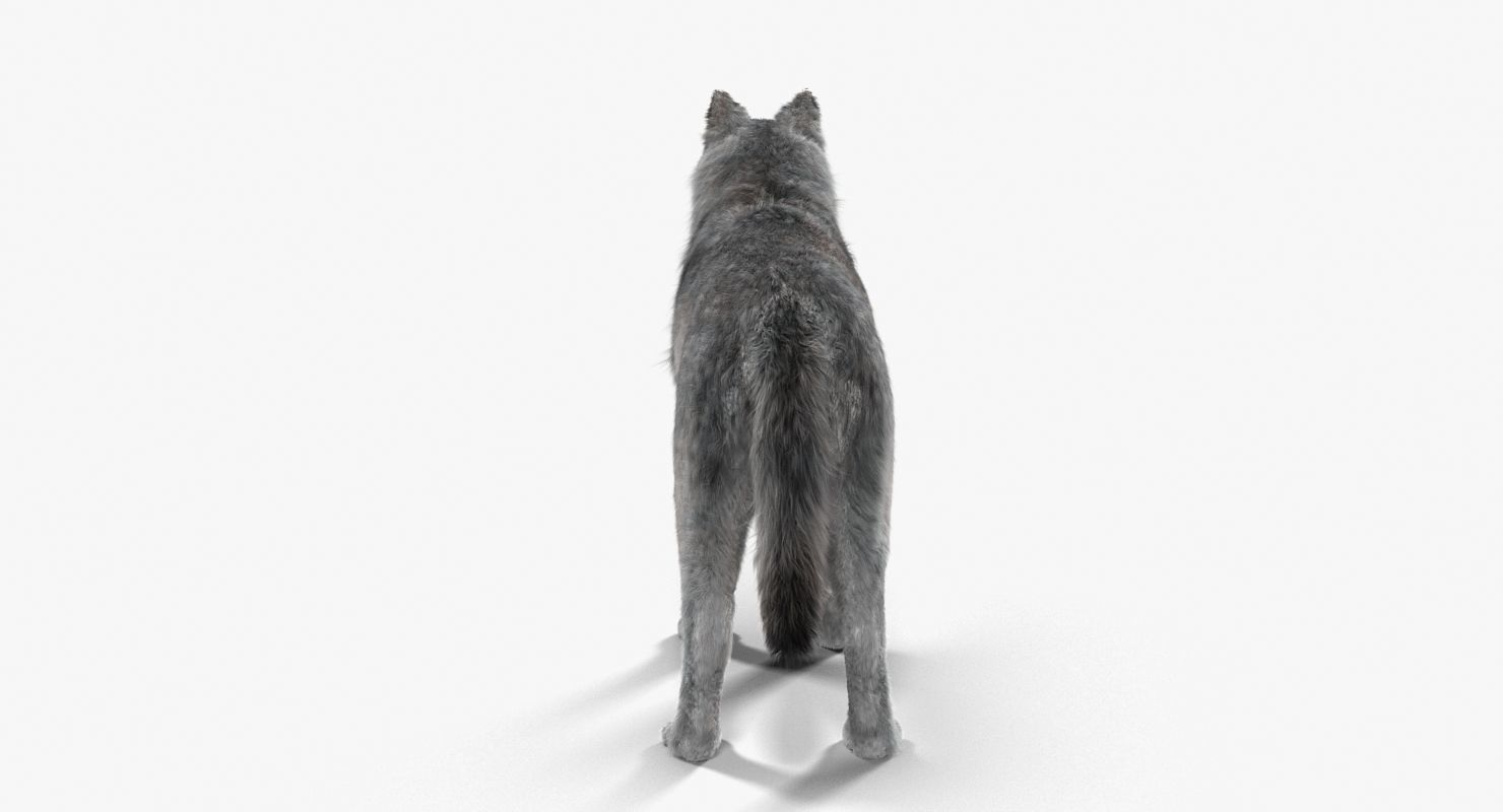 Wolf Grey Low-poly 3D model_11