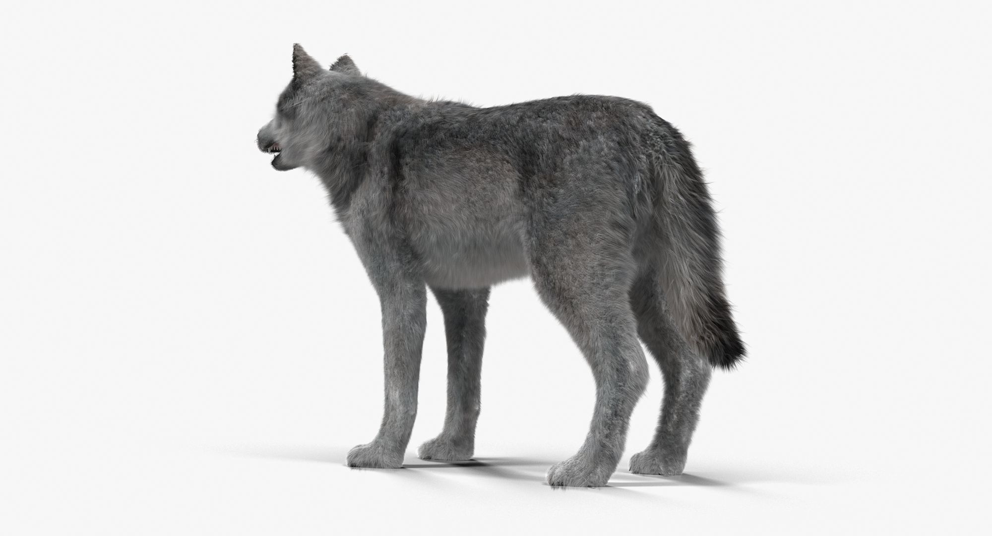 Wolf Grey Low-poly 3D model_3