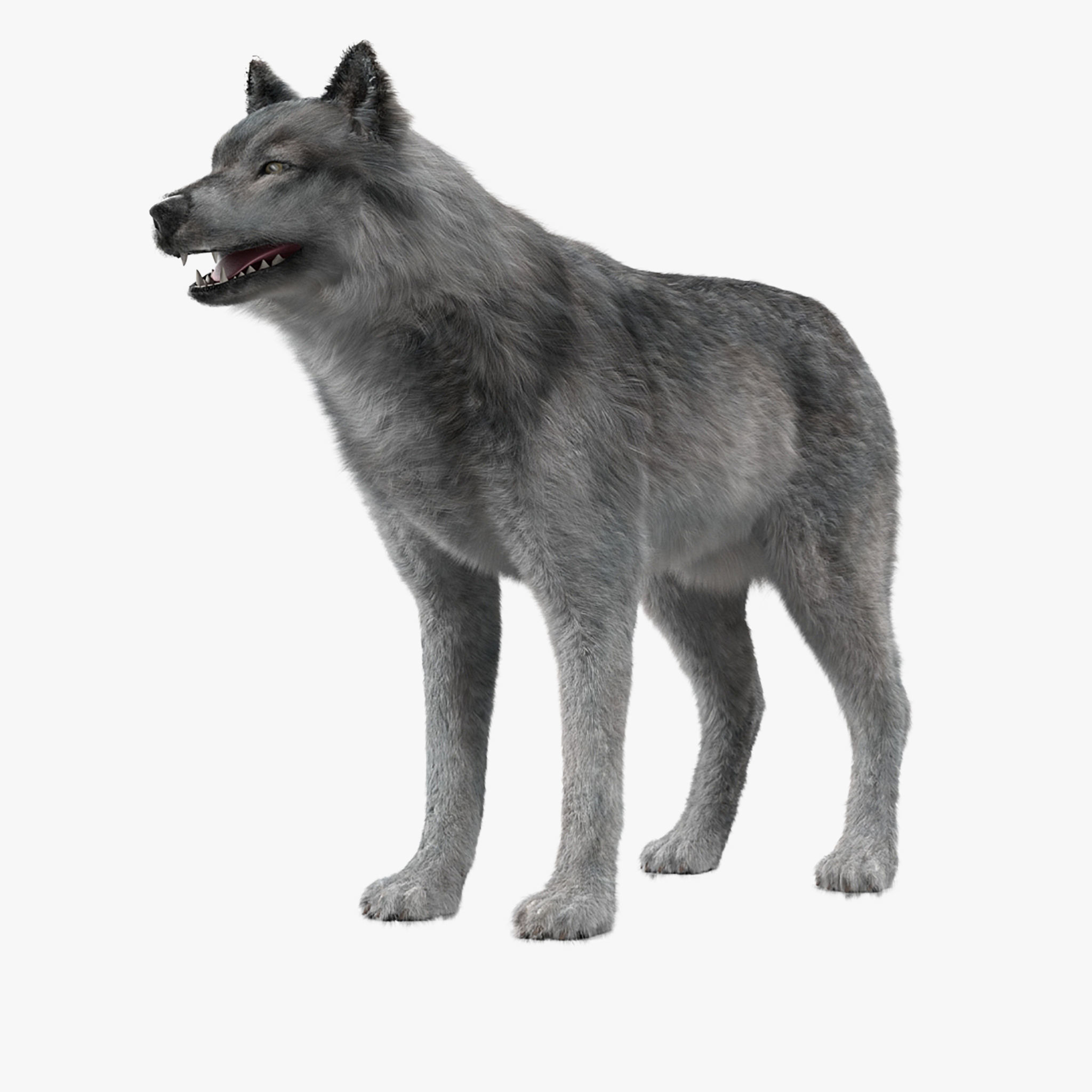 Wolf Grey Low-poly 3D model_26
