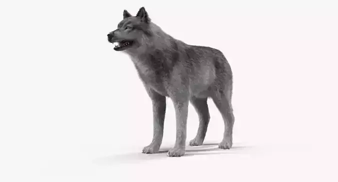 Wolf Grey Low-poly 3D model