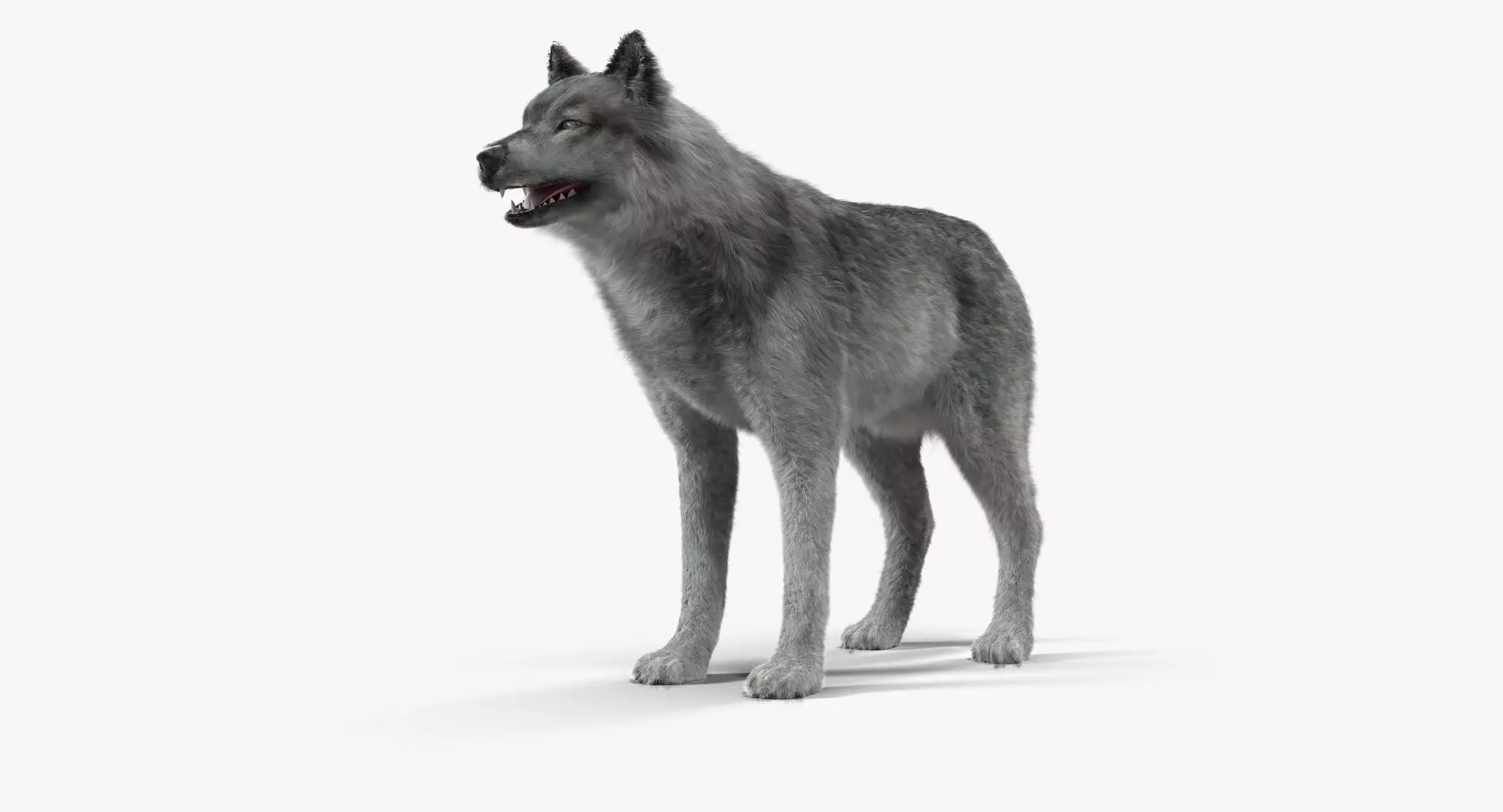 Wolf Grey Low-poly 3D model_0
