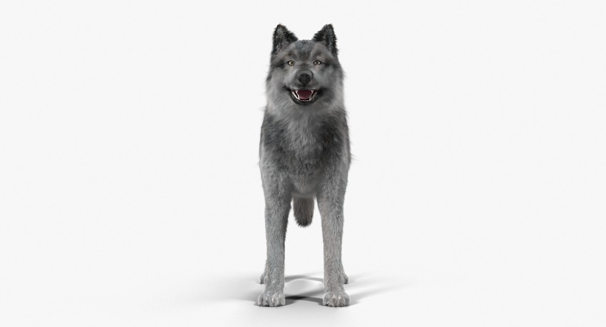 Wolf Grey Low-poly 3D model_4