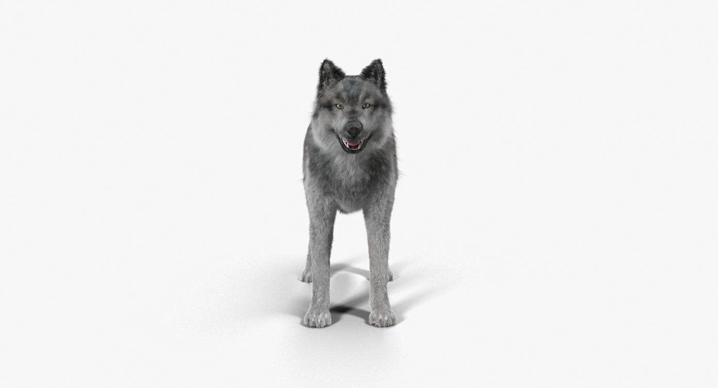 Wolf Grey Low-poly 3D model_6
