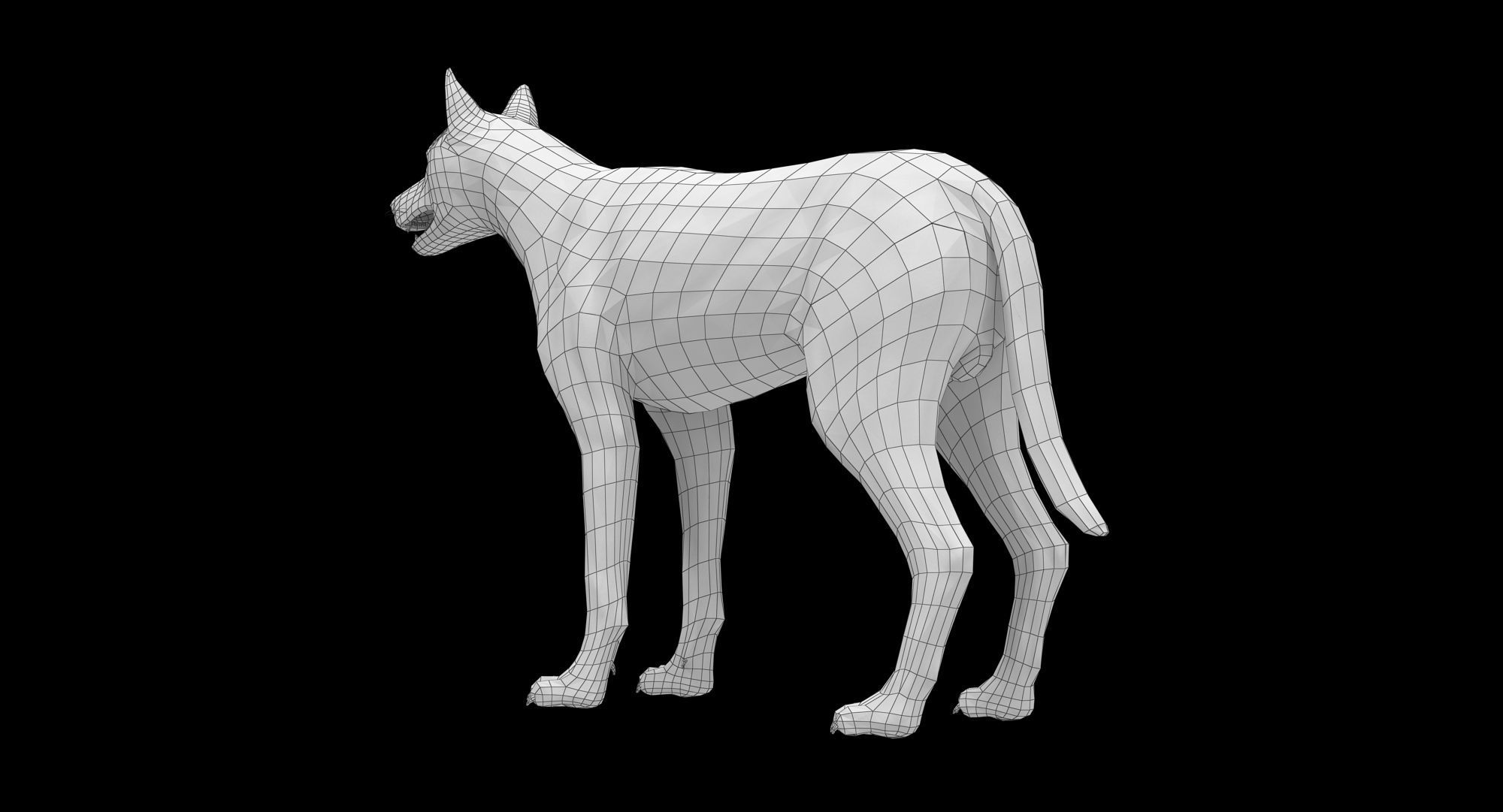 Wolf Grey Low-poly 3D model_22