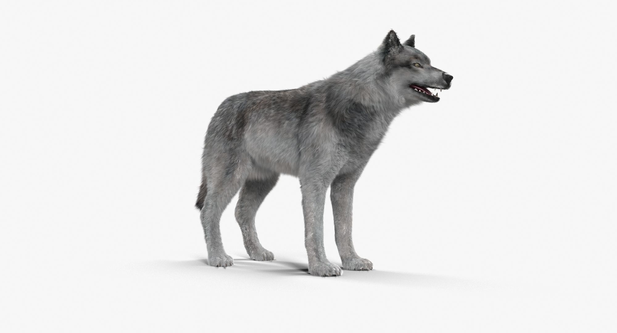 Wolf Grey Low-poly 3D model_1