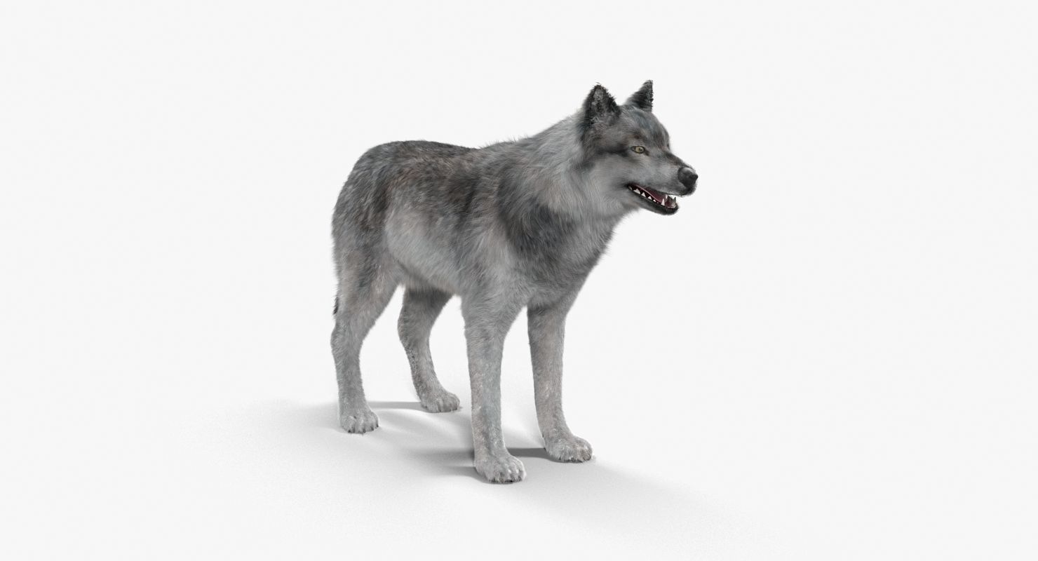 Wolf Grey Low-poly 3D model_7