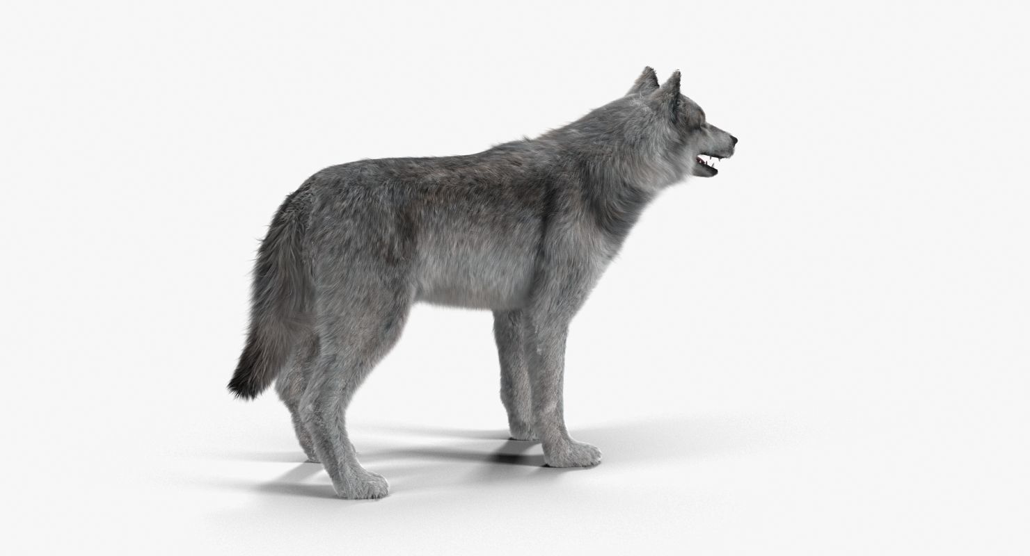 Wolf Grey Low-poly 3D model_9