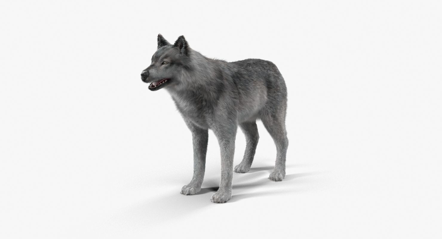 Wolf Grey Low-poly 3D model_15