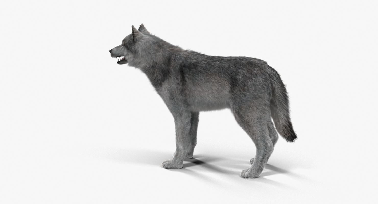 Wolf Grey Low-poly 3D model_13