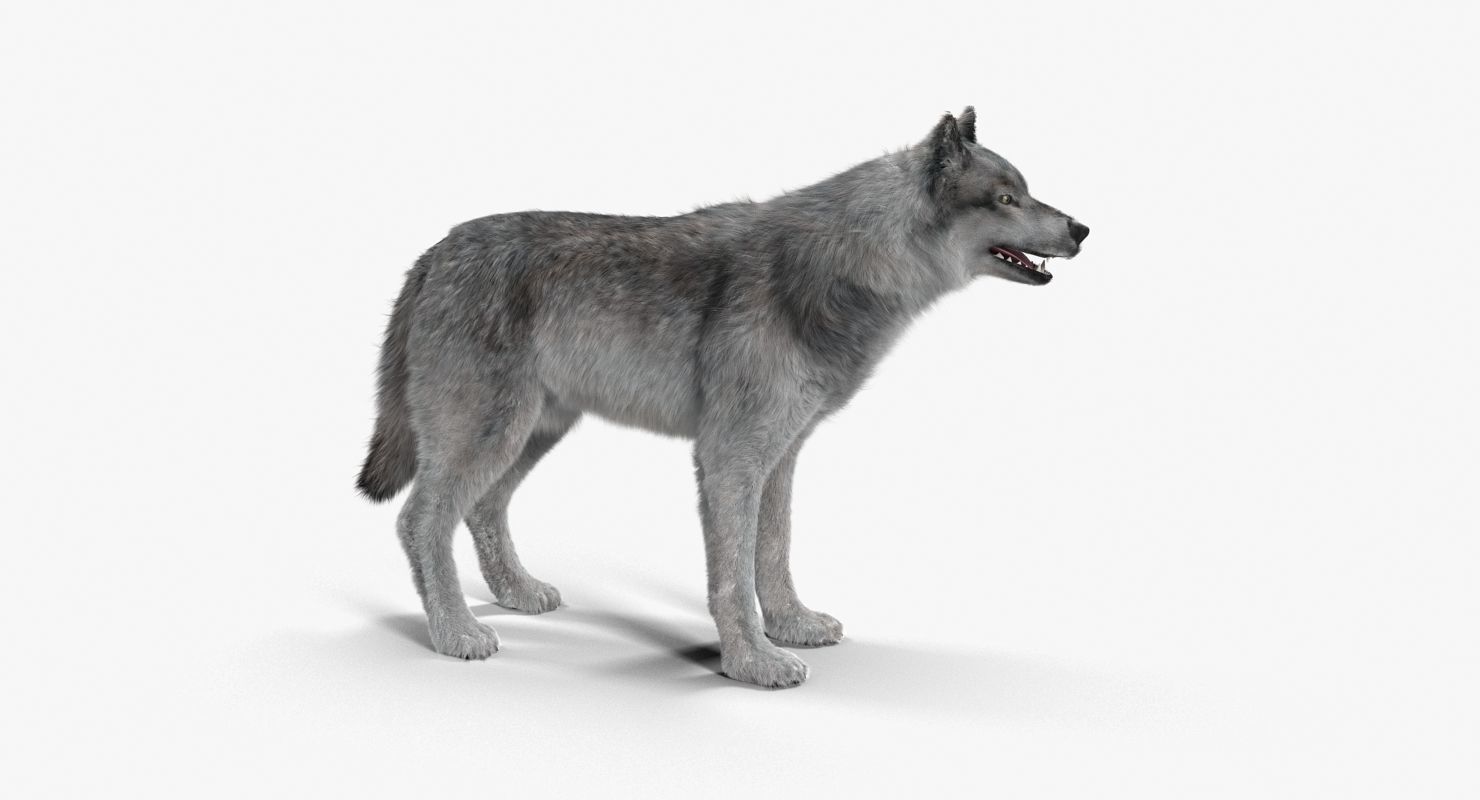 Wolf Grey Low-poly 3D model_8