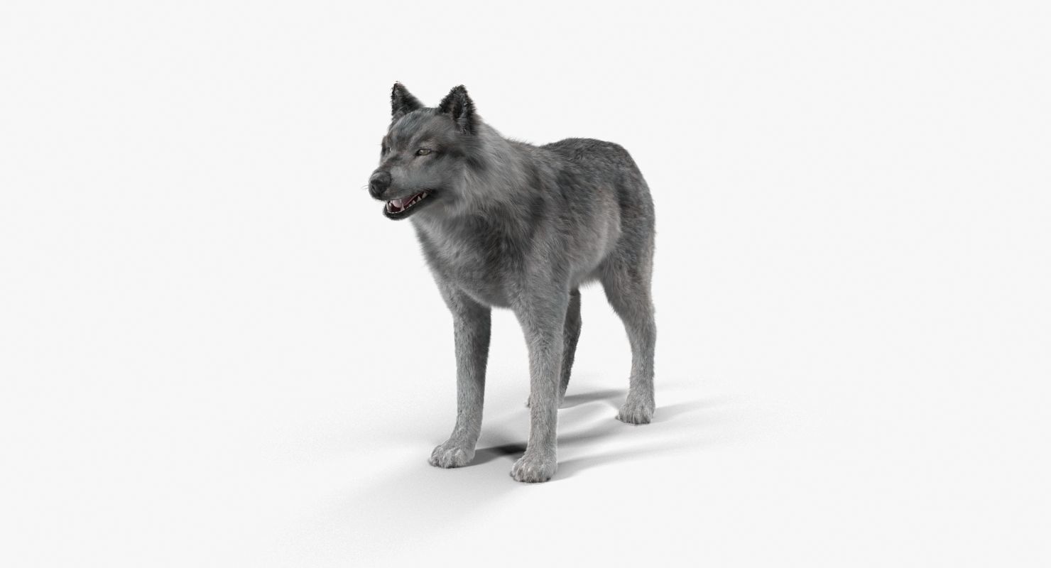 Wolf Grey Low-poly 3D model_5